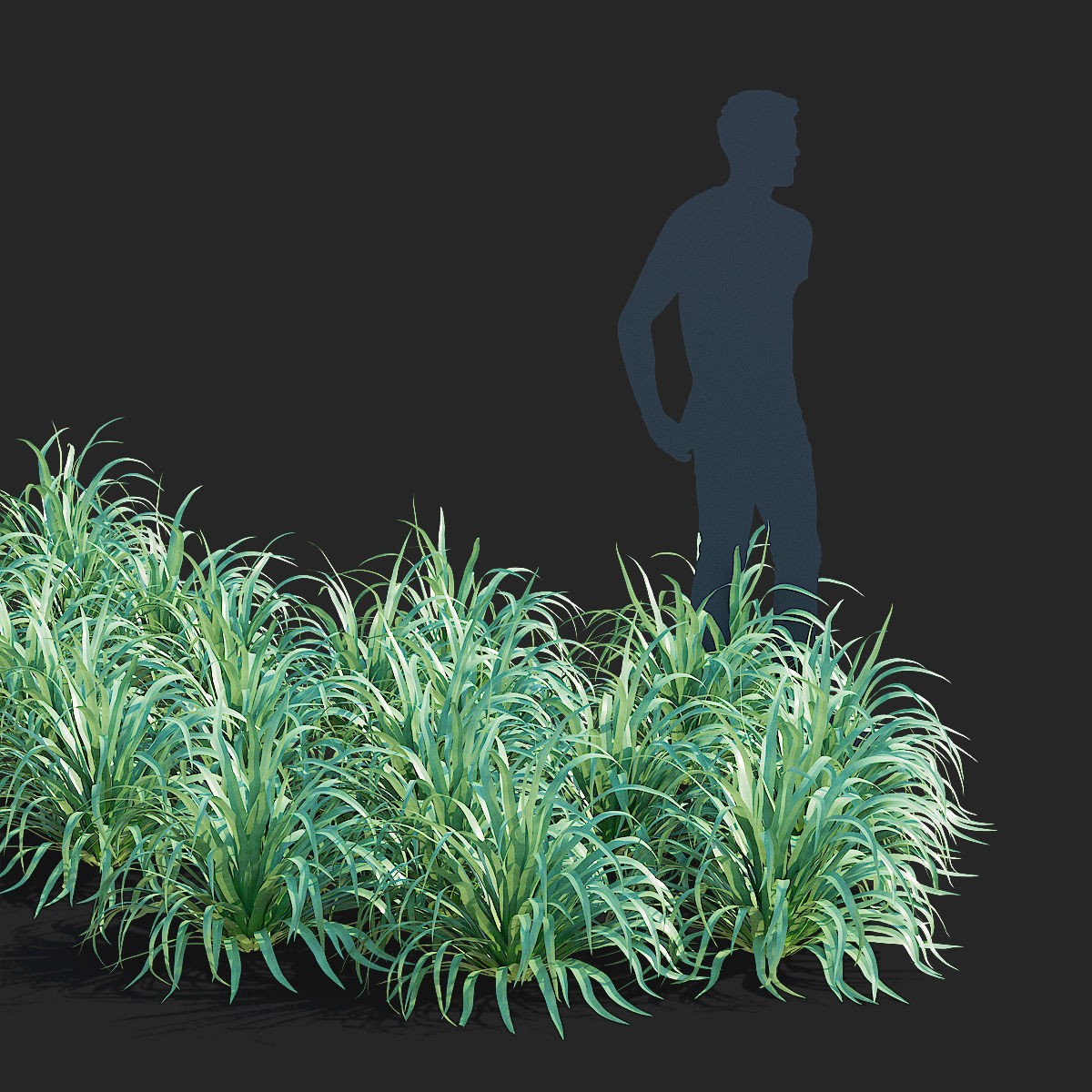Eryngium Yuccifolium - Low-Poly 3D Model - View 6