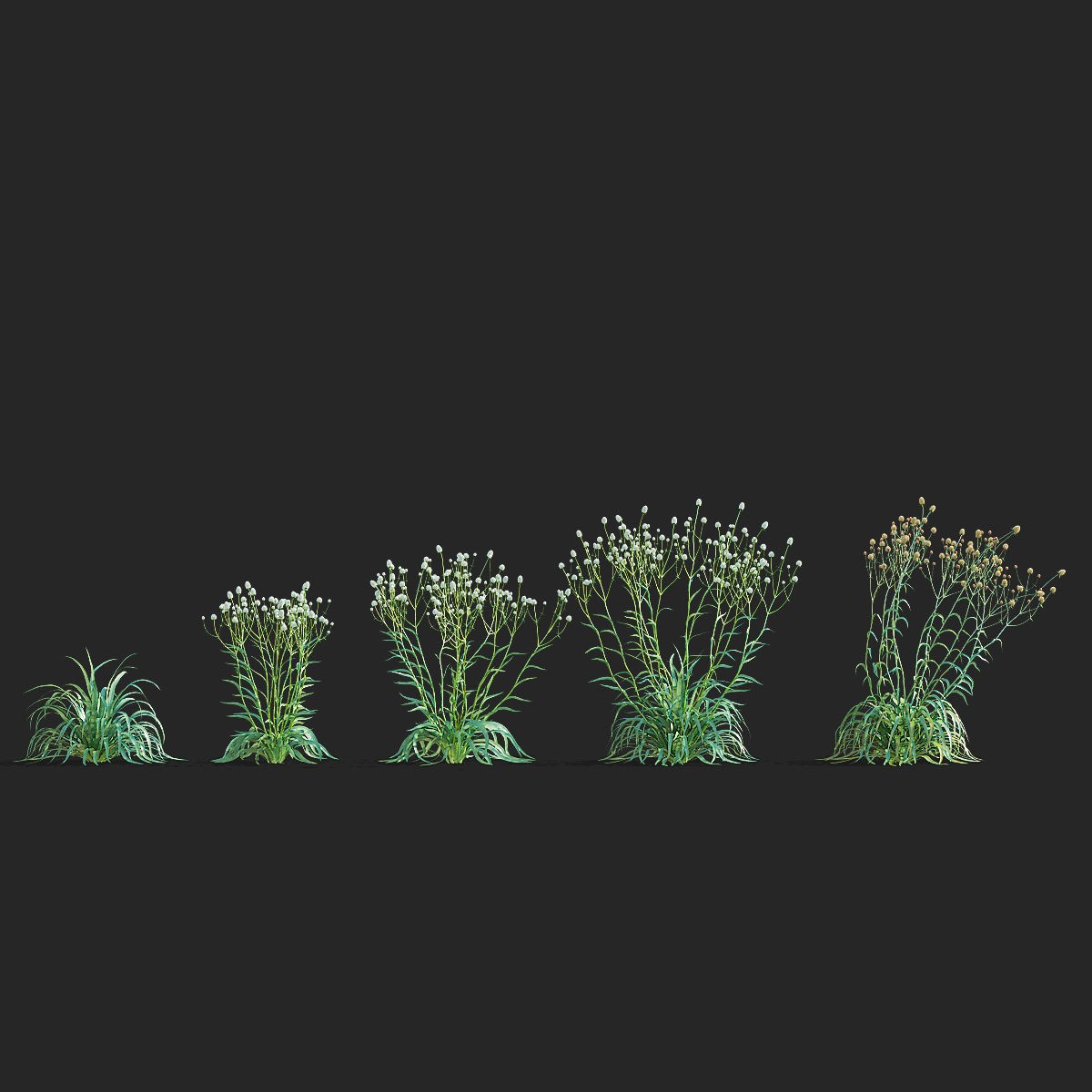 Eryngium Yuccifolium - Low-Poly 3D Model - View 7