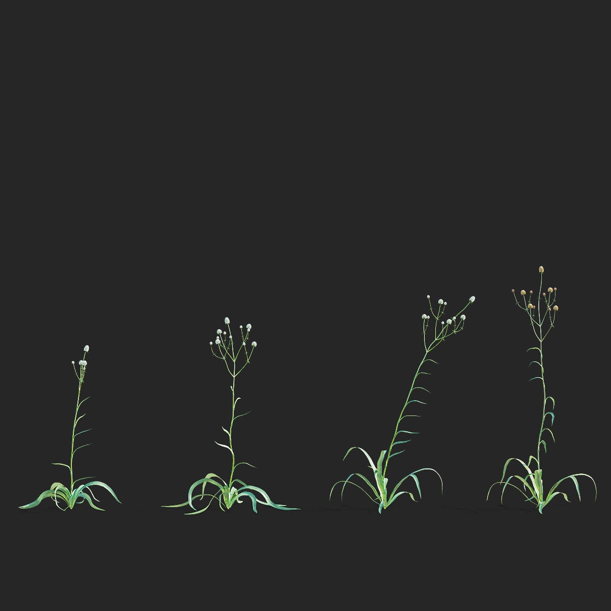 Eryngium Yuccifolium - Low-Poly 3D Model - View 8