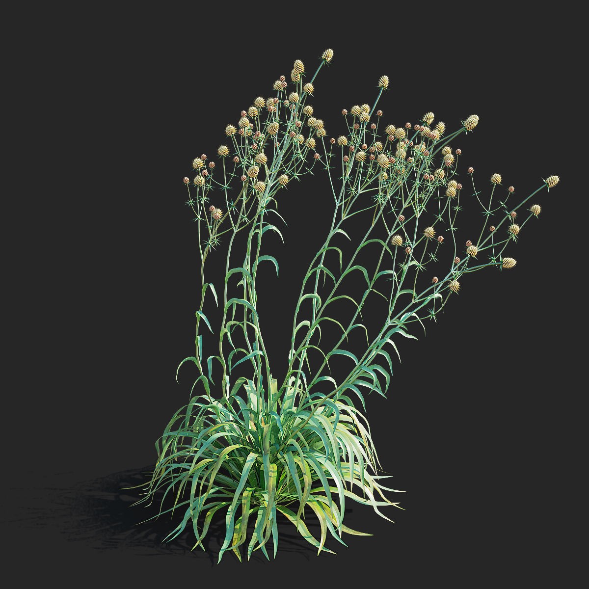 Eryngium Yuccifolium - Low-Poly 3D Model - View 9