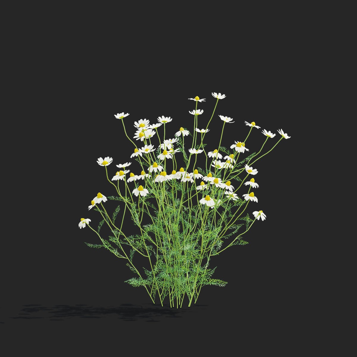 Chamaemelum Flower - Low-Poly Game-Ready 3D Model - View 10