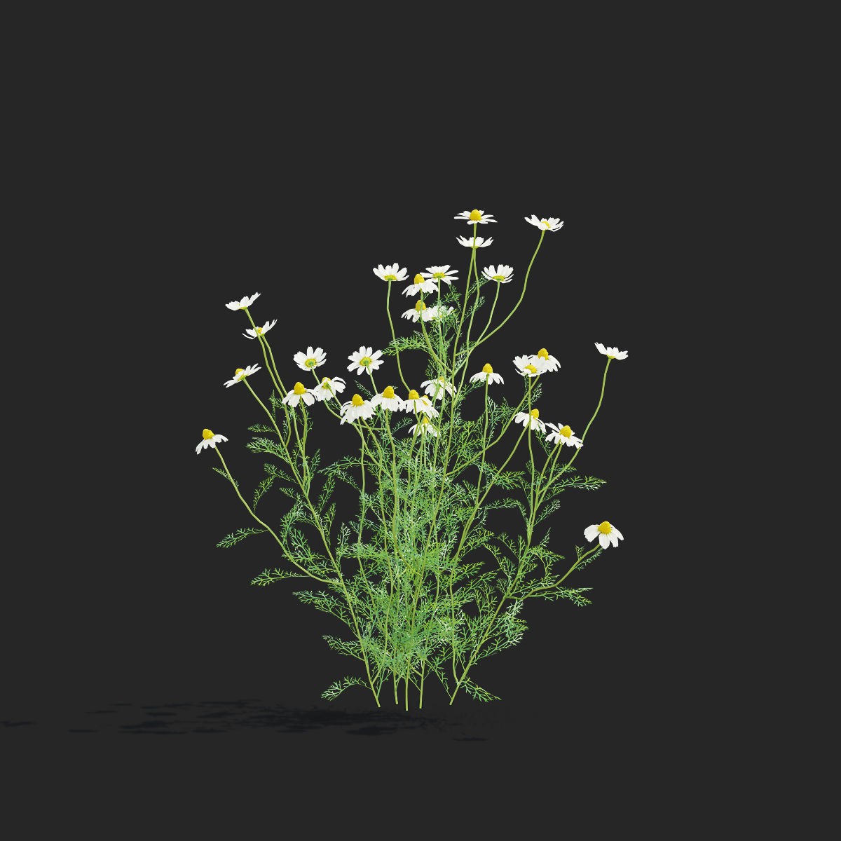 Chamaemelum Flower - Low-Poly Game-Ready 3D Model - View 11