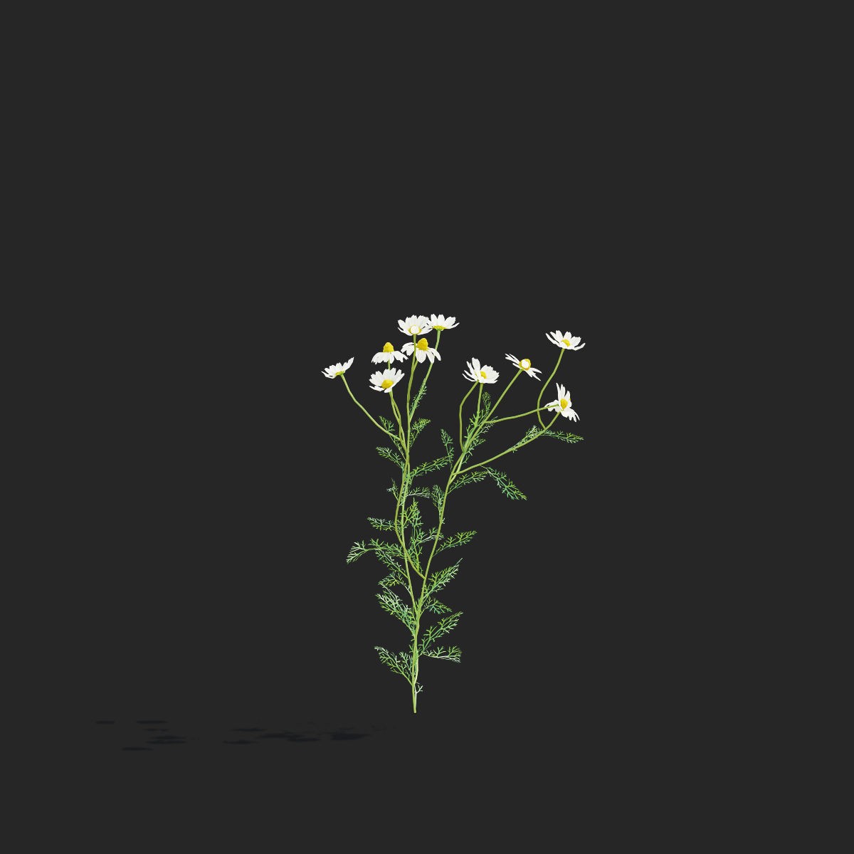 Chamaemelum Flower - Low-Poly Game-Ready 3D Model - View 13