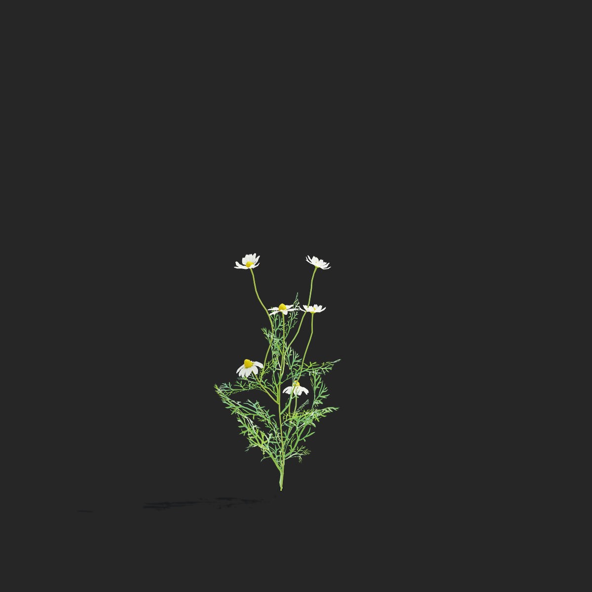 Chamaemelum Flower - Low-Poly Game-Ready 3D Model - View 14