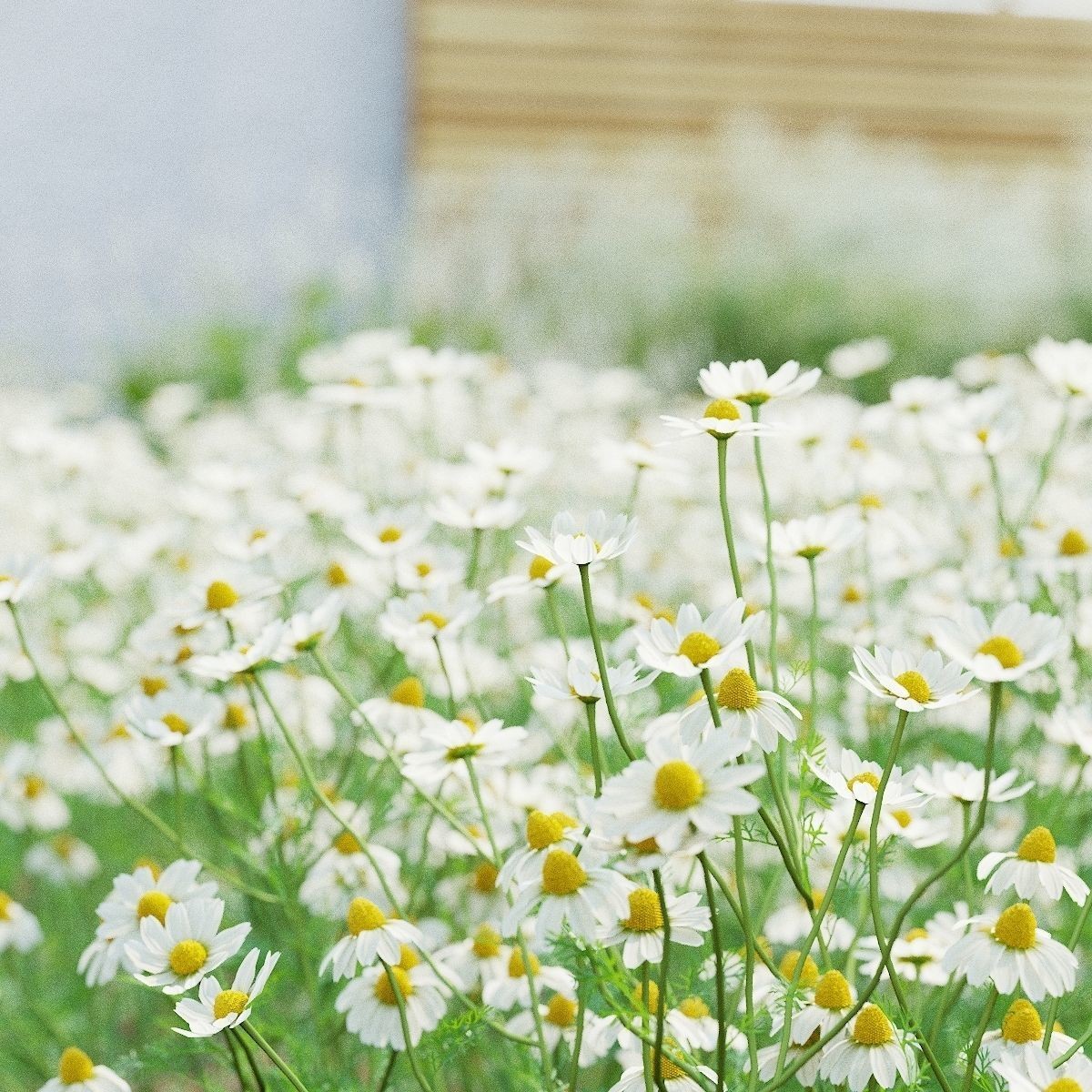 Chamaemelum Flower - Low-Poly Game-Ready 3D Model - View 3