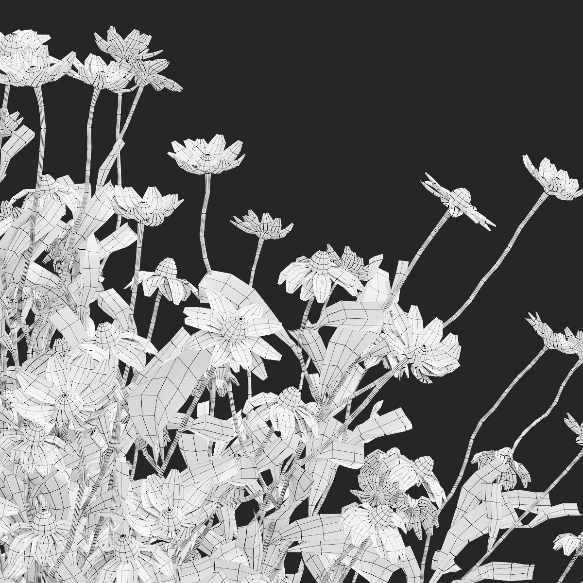 Chamaemelum Flower - Low-Poly Game-Ready 3D Model - View 5