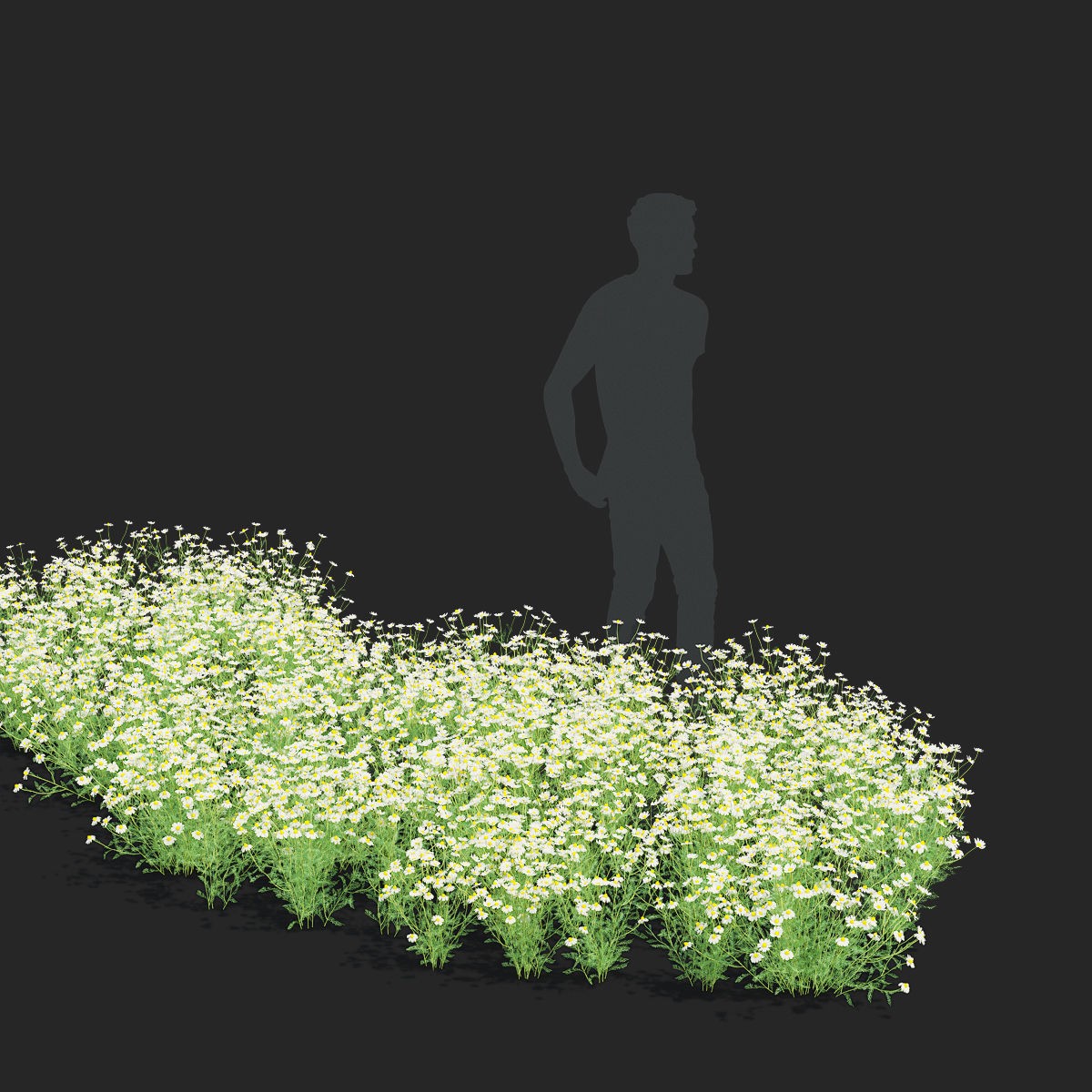 Chamaemelum Flower - Low-Poly Game-Ready 3D Model - View 6