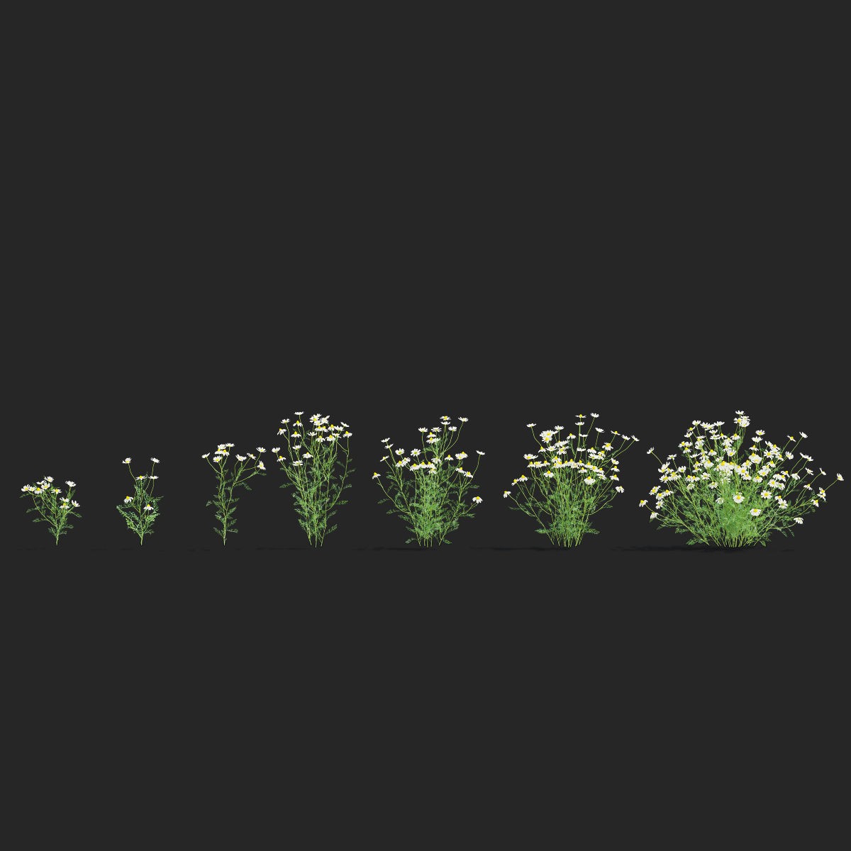 Chamaemelum Flower - Low-Poly Game-Ready 3D Model - View 8