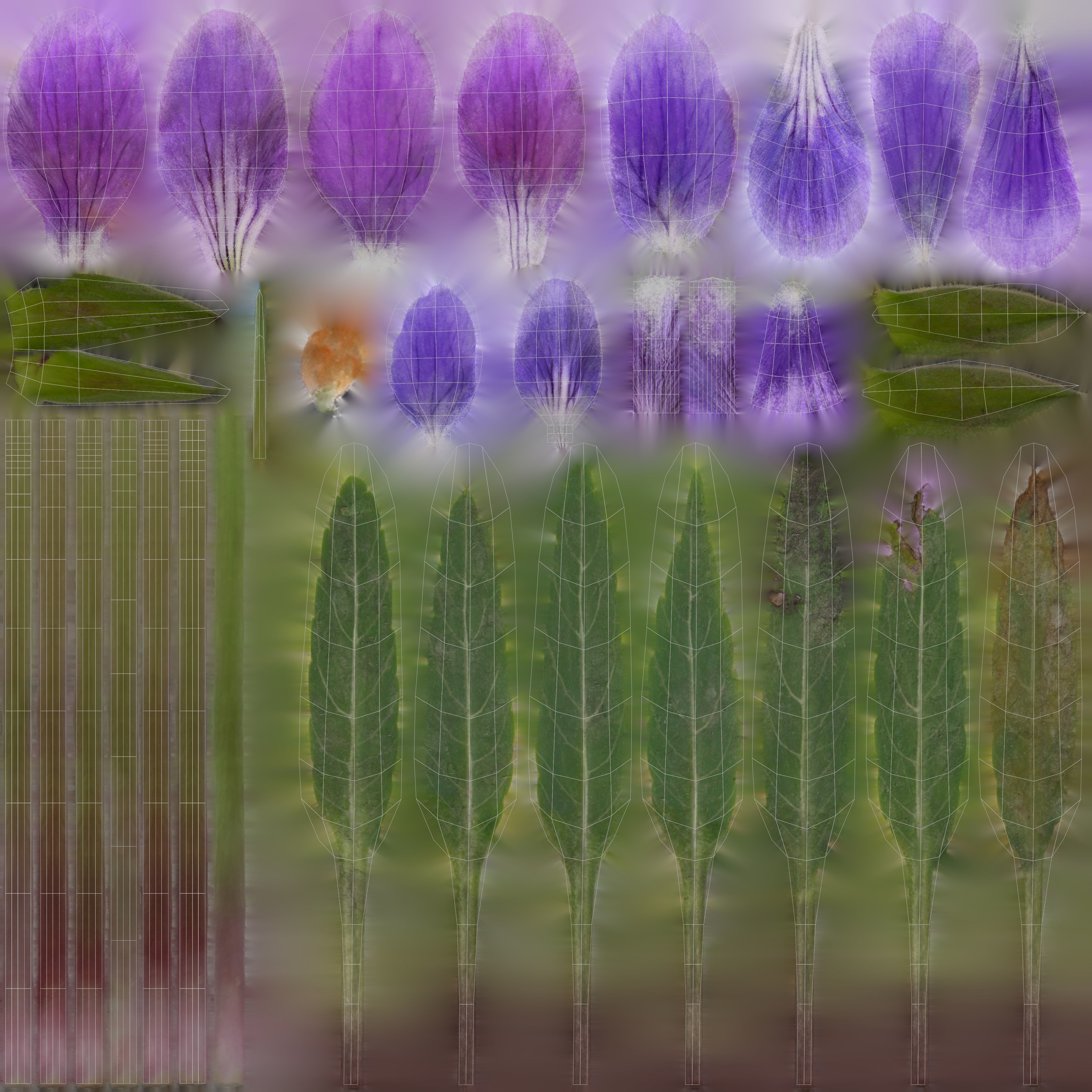 Viola Philippica - High-Quality 3D Model