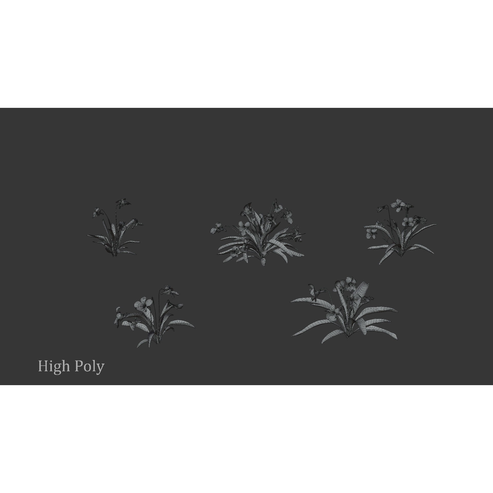 Viola Philippica - High-Quality 3D Model - View 11