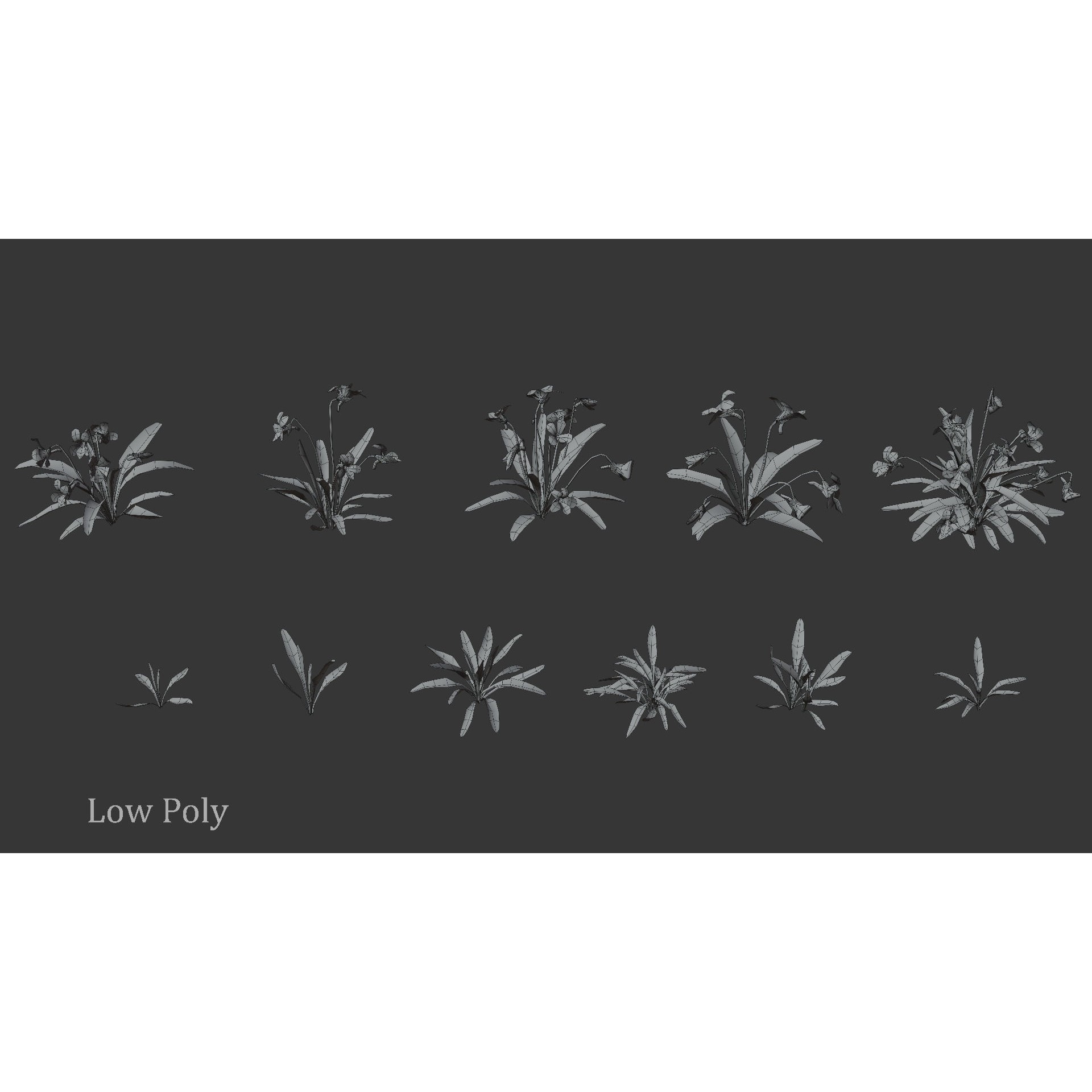 Viola Philippica - High-Quality 3D Model - View 12