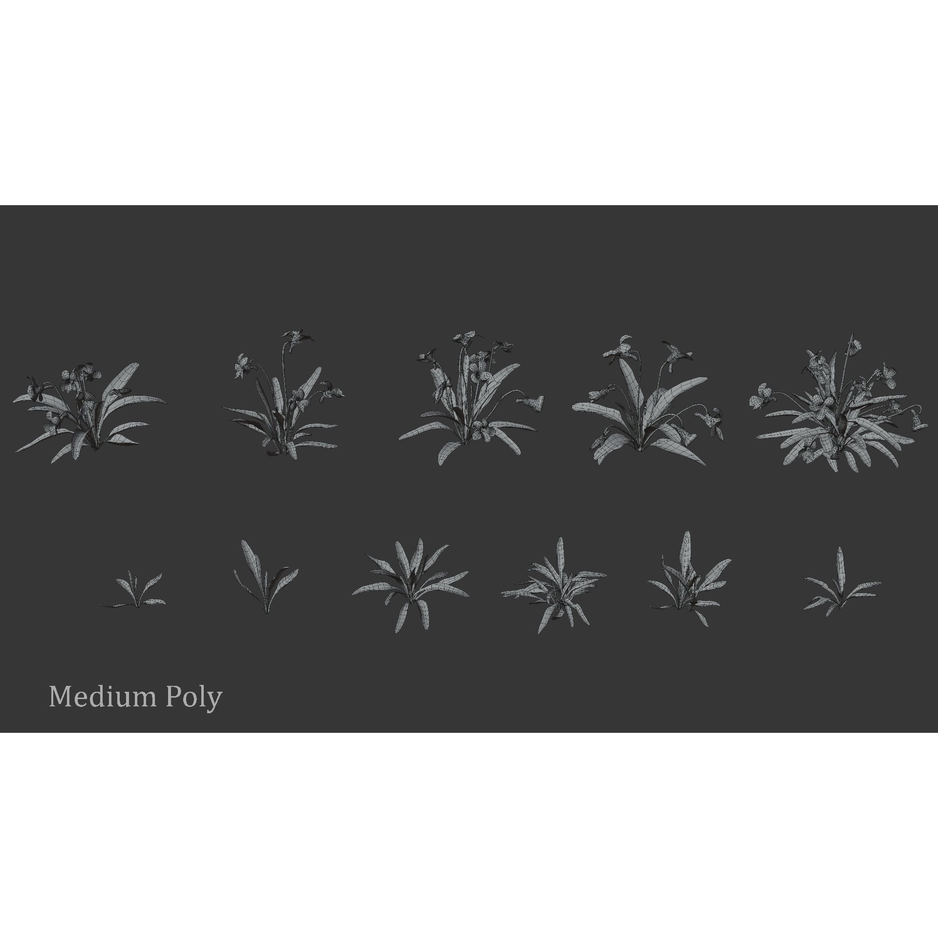 Viola Philippica - High-Quality 3D Model - View 13