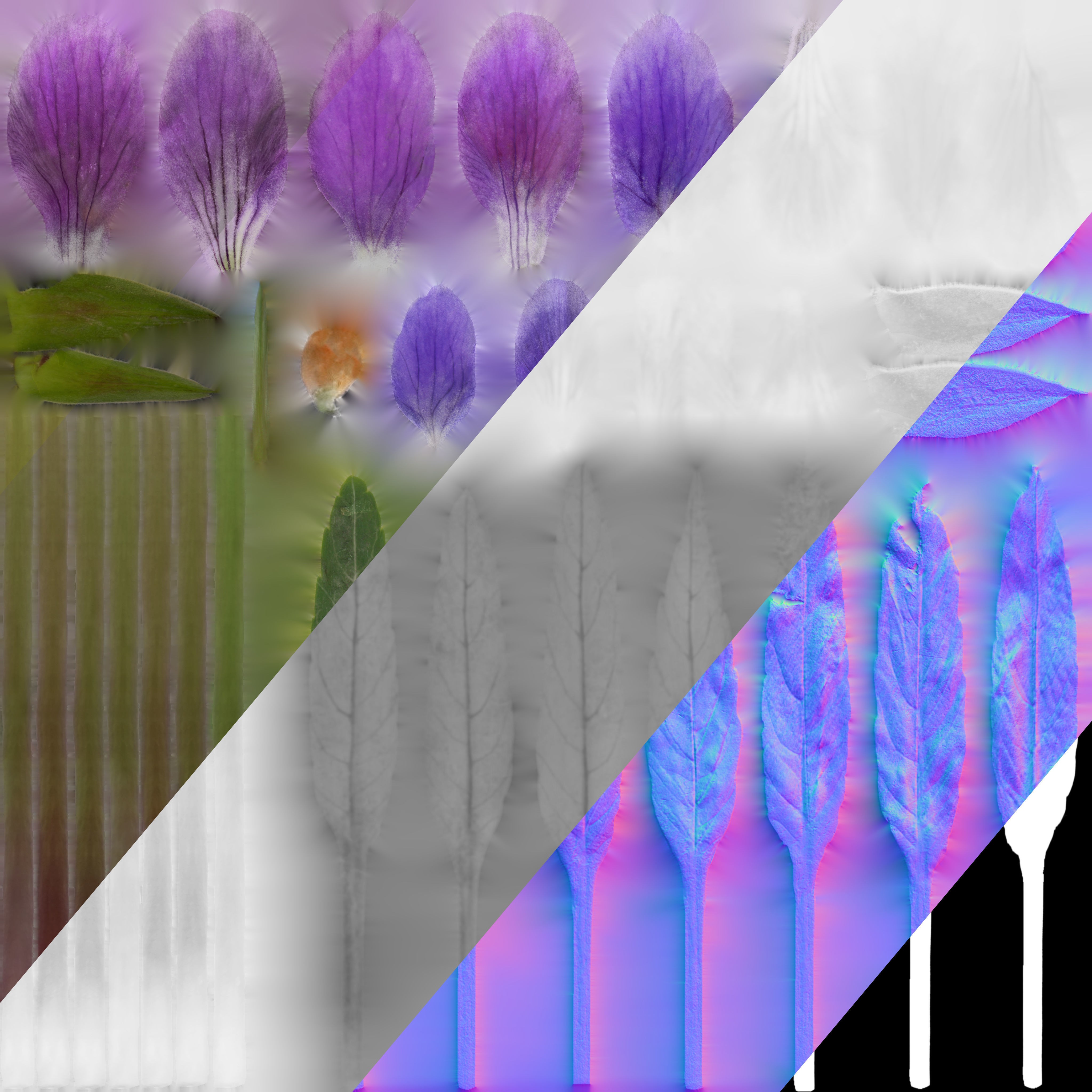 Viola Philippica - High-Quality 3D Model - View 14