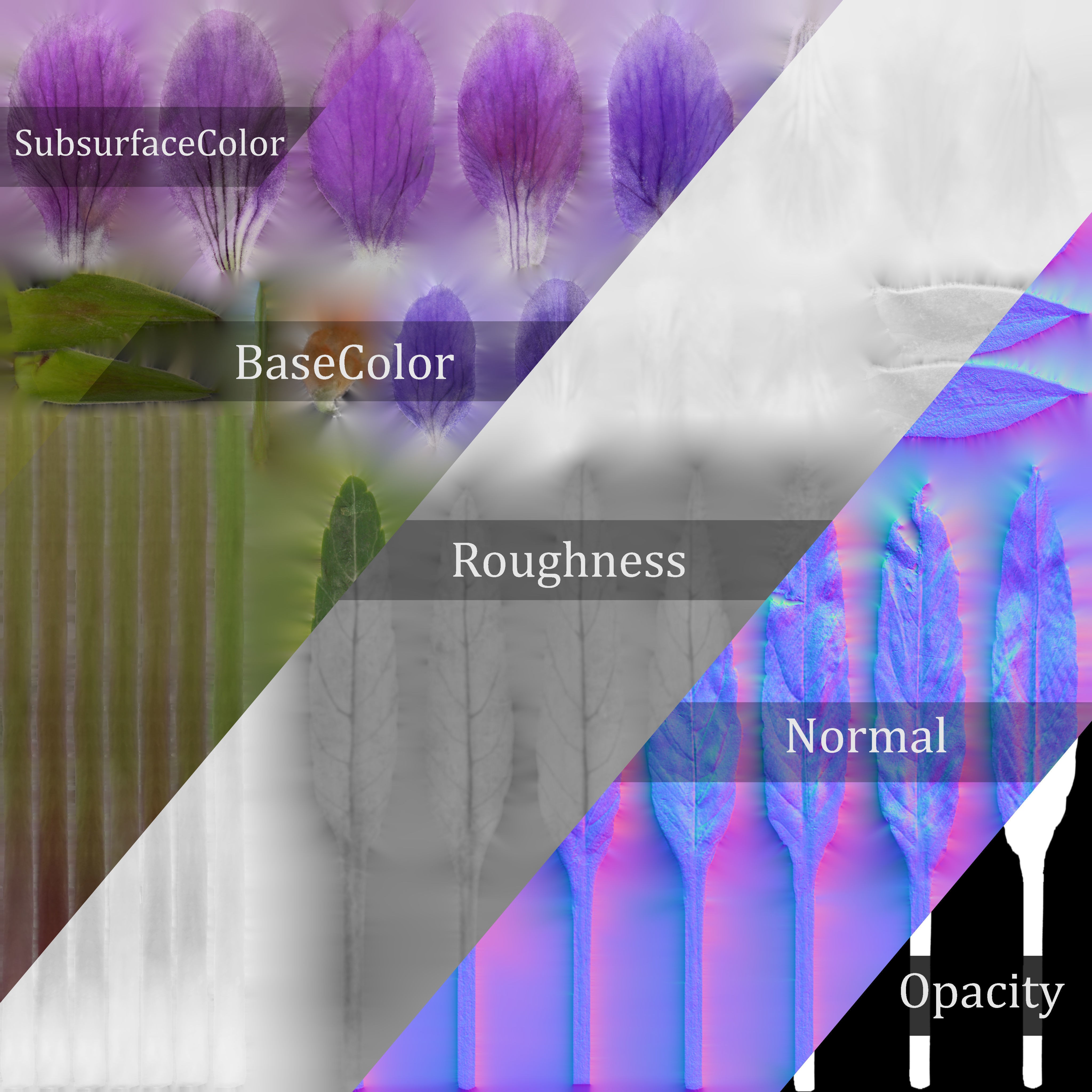 Viola Philippica - High-Quality 3D Model - View 15