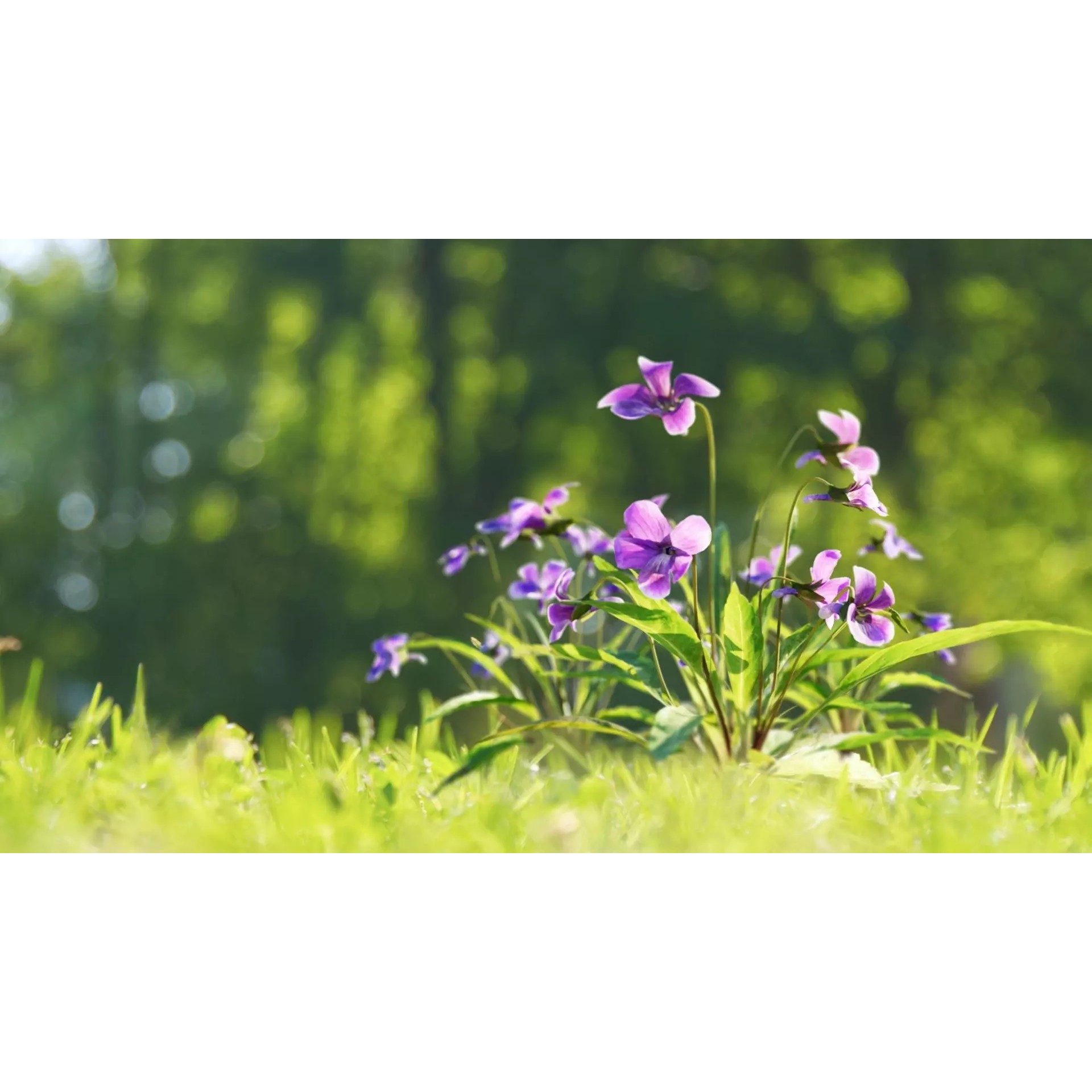 Viola Philippica - High-Quality 3D Model - View 2