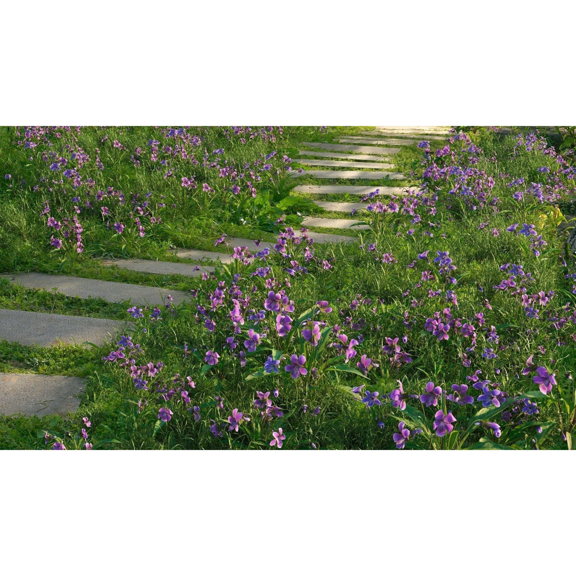 Viola Philippica - High-Quality 3D Model - View 3