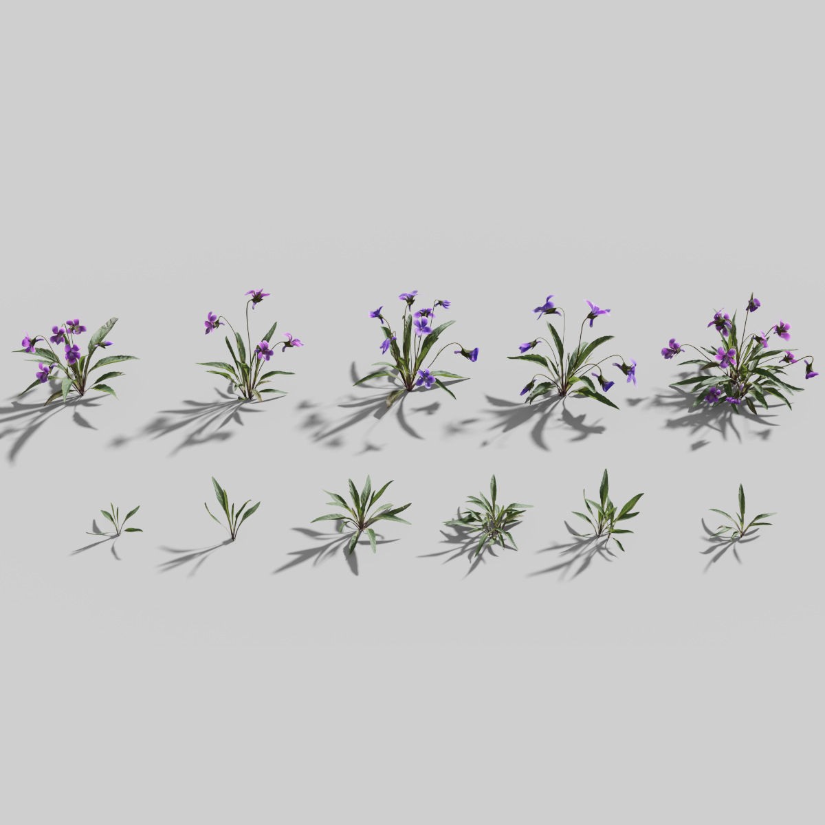 Viola Philippica - High-Quality 3D Model - View 4