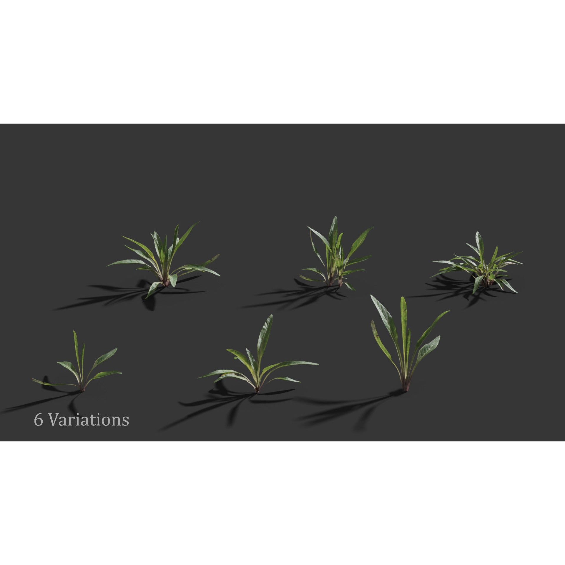 Viola Philippica - High-Quality 3D Model - View 5