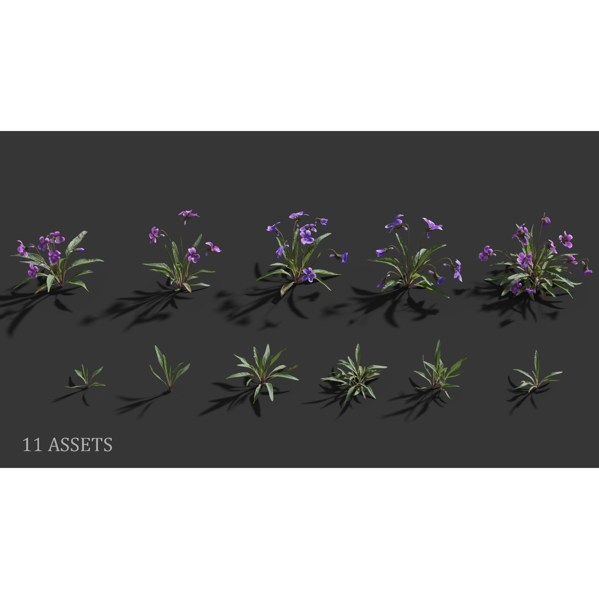 Viola Philippica - High-Quality 3D Model - View 6