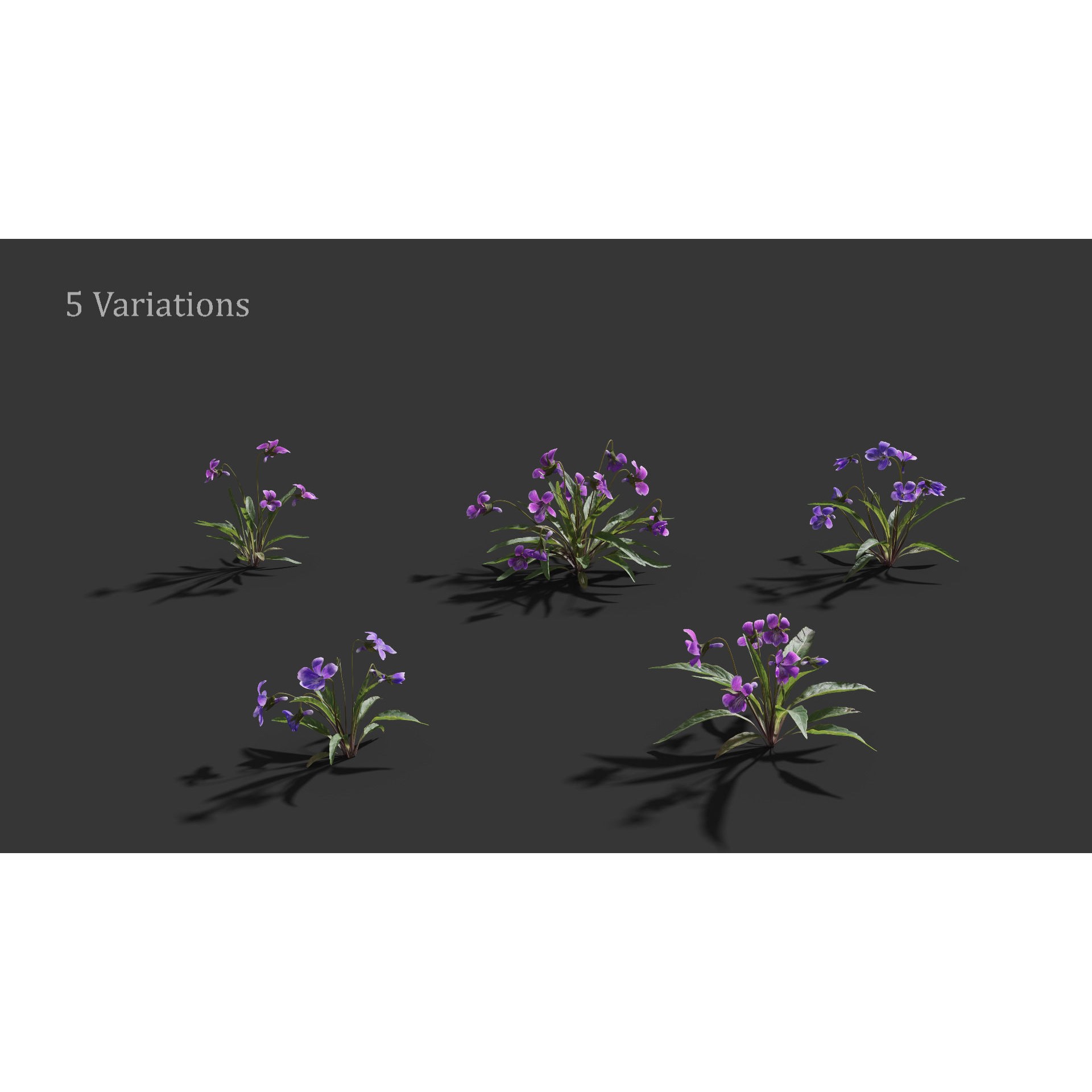 Viola Philippica - High-Quality 3D Model - View 7