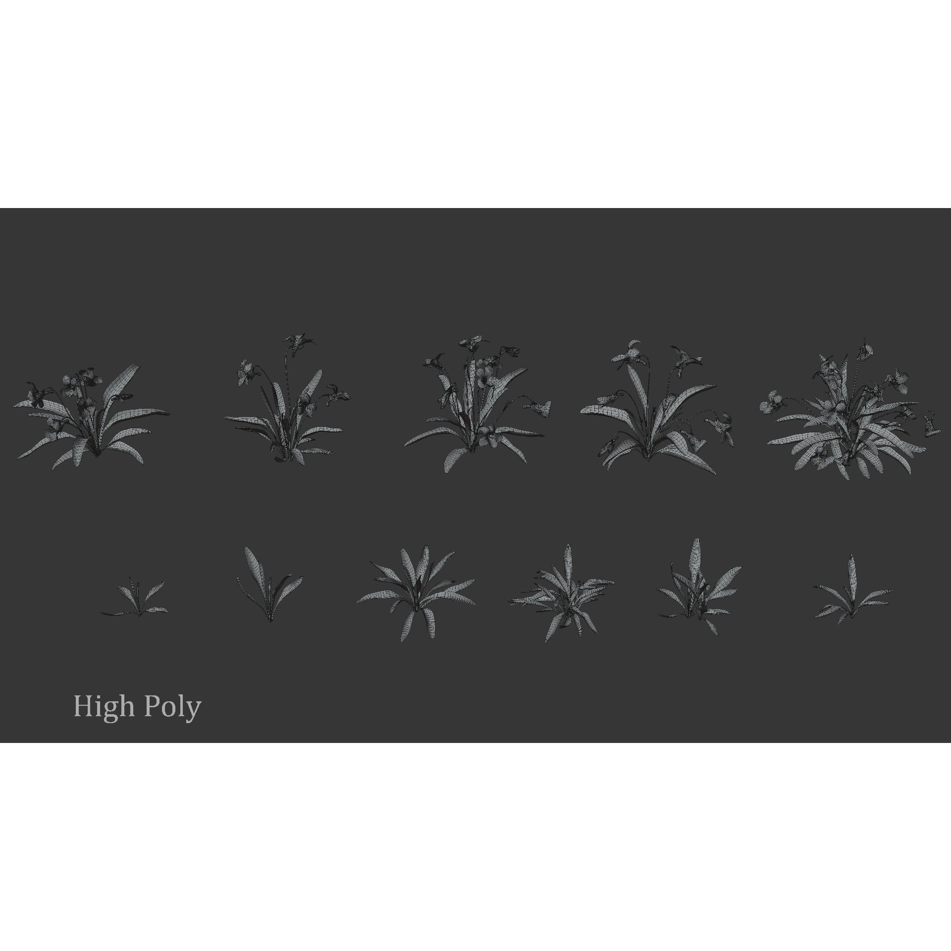 Viola Philippica - High-Quality 3D Model - View 9