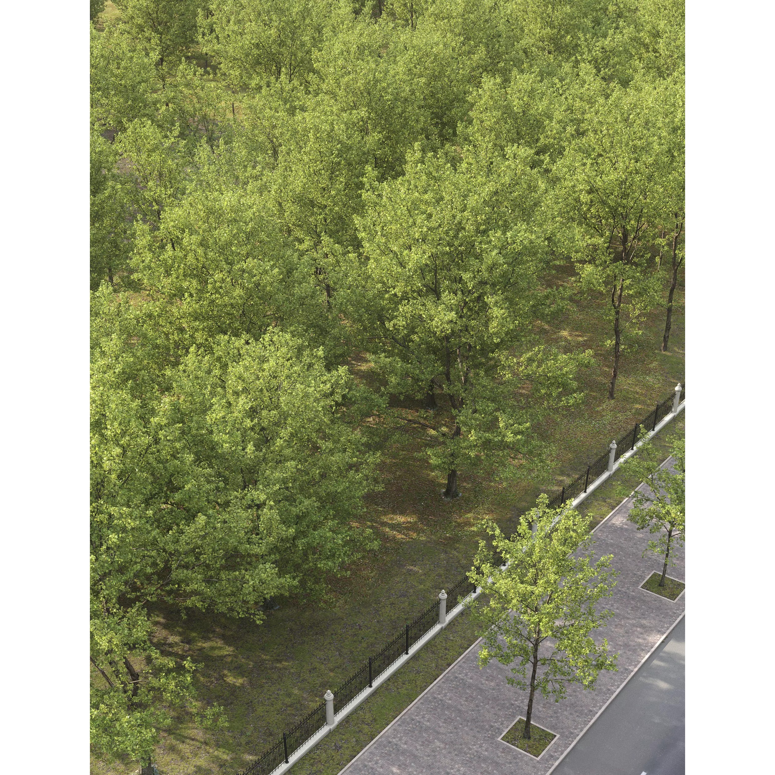 Quercus Collection - Game-Ready 3D Model - View 10