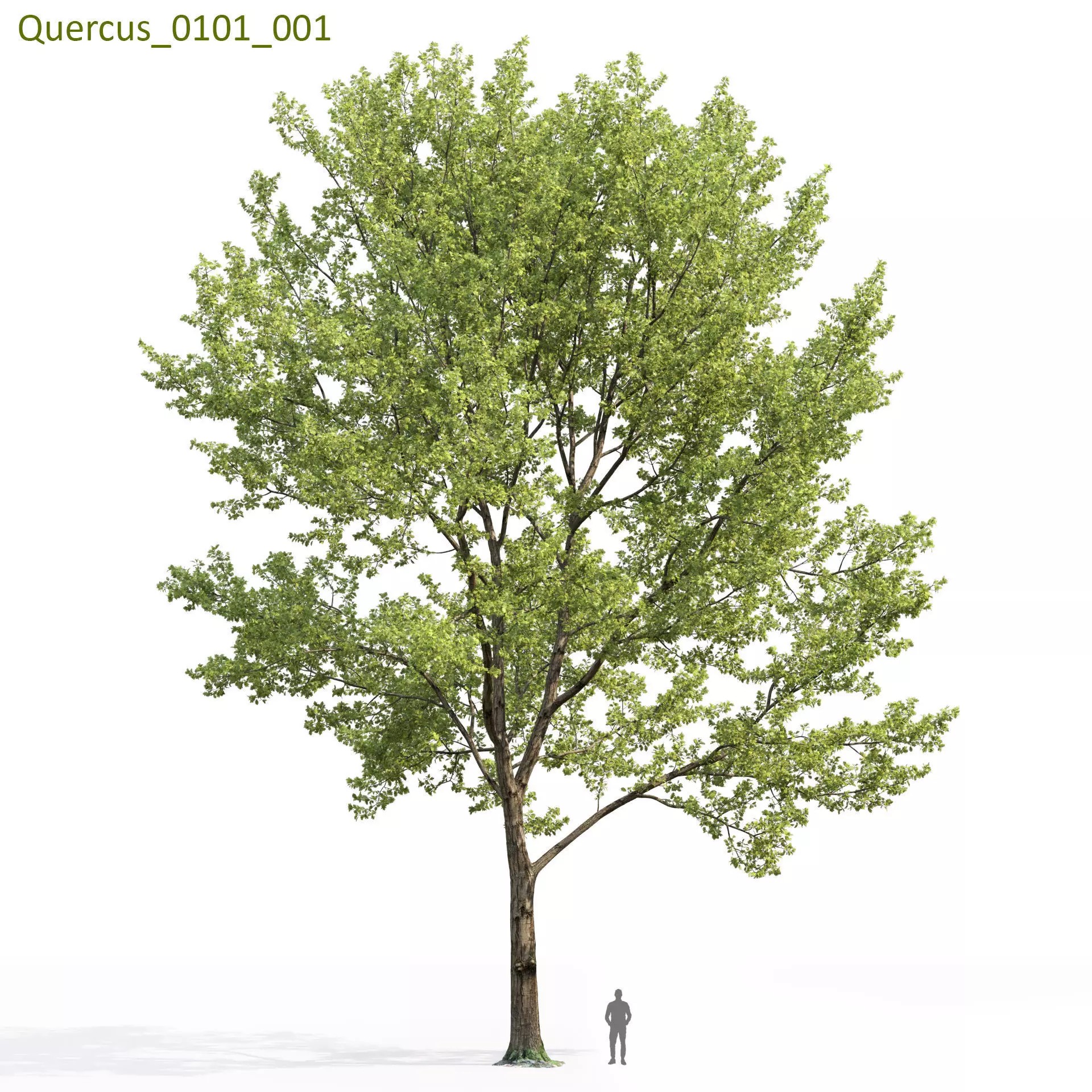 Quercus Collection - Game-Ready 3D Model - View 12