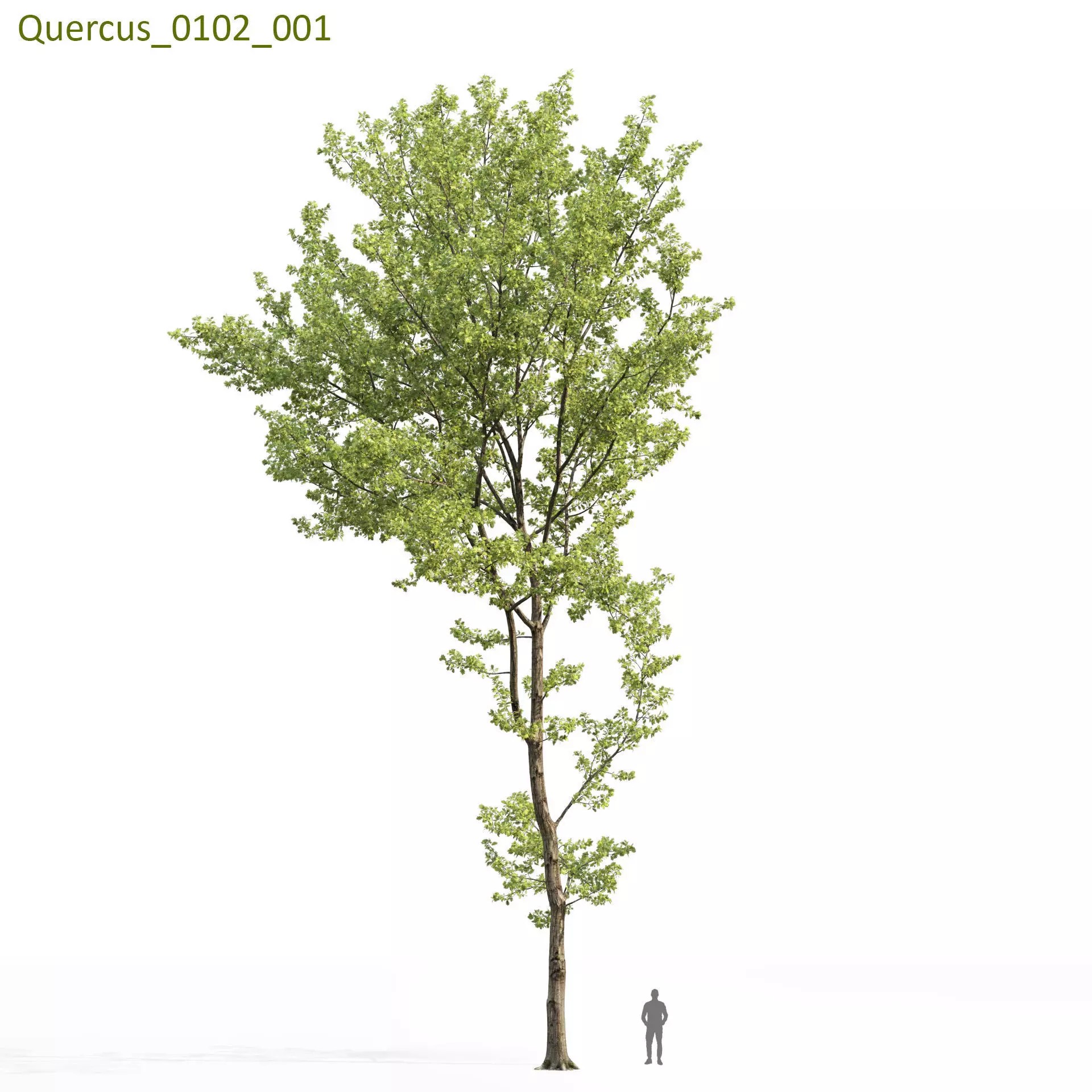 Quercus Collection - Game-Ready 3D Model - View 13