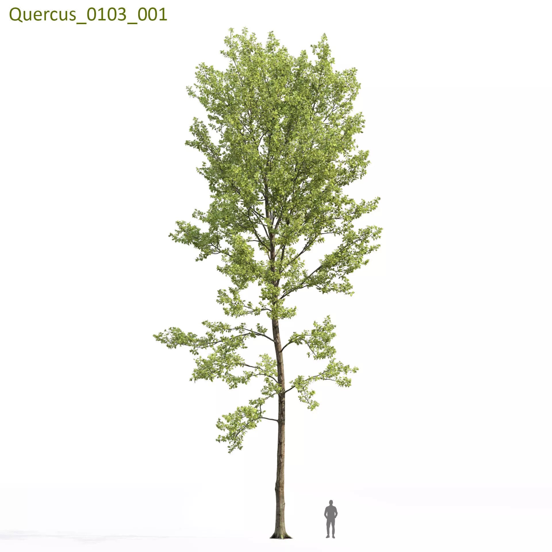 Quercus Collection - Game-Ready 3D Model - View 14