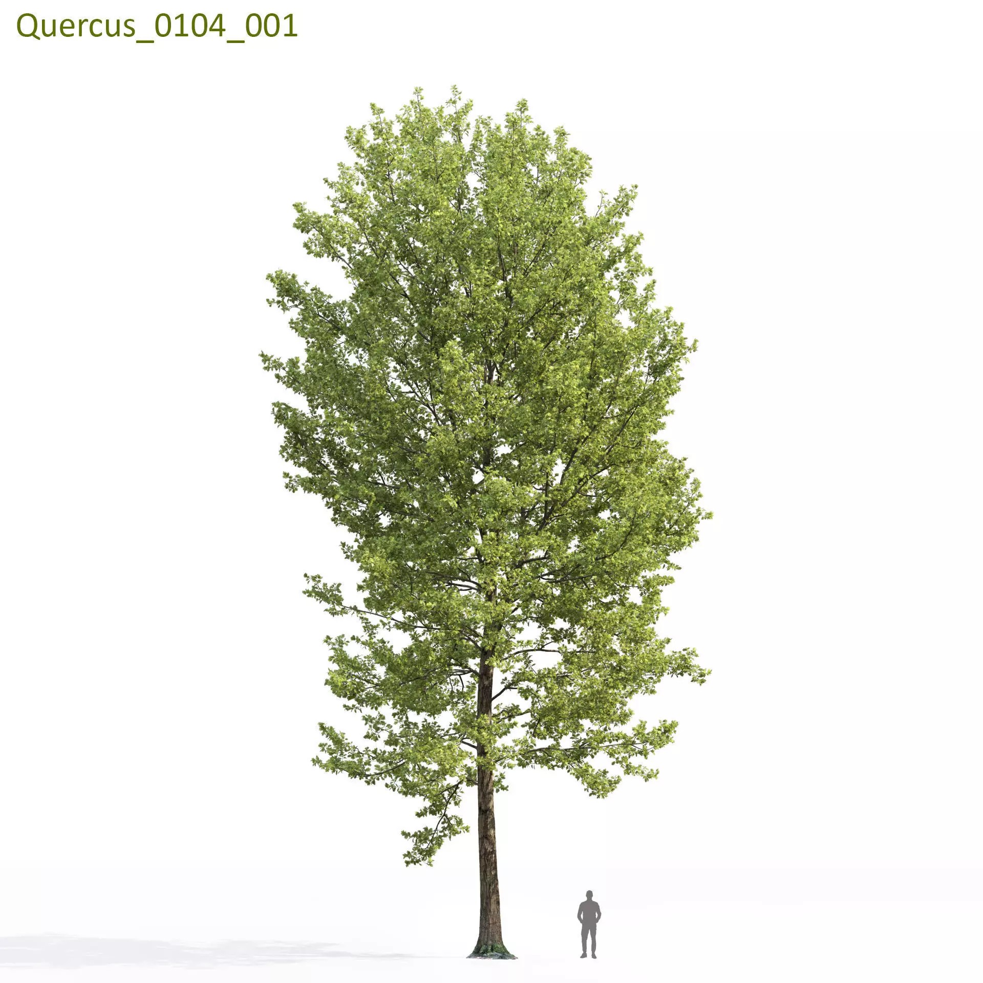 Quercus Collection - Game-Ready 3D Model - View 15