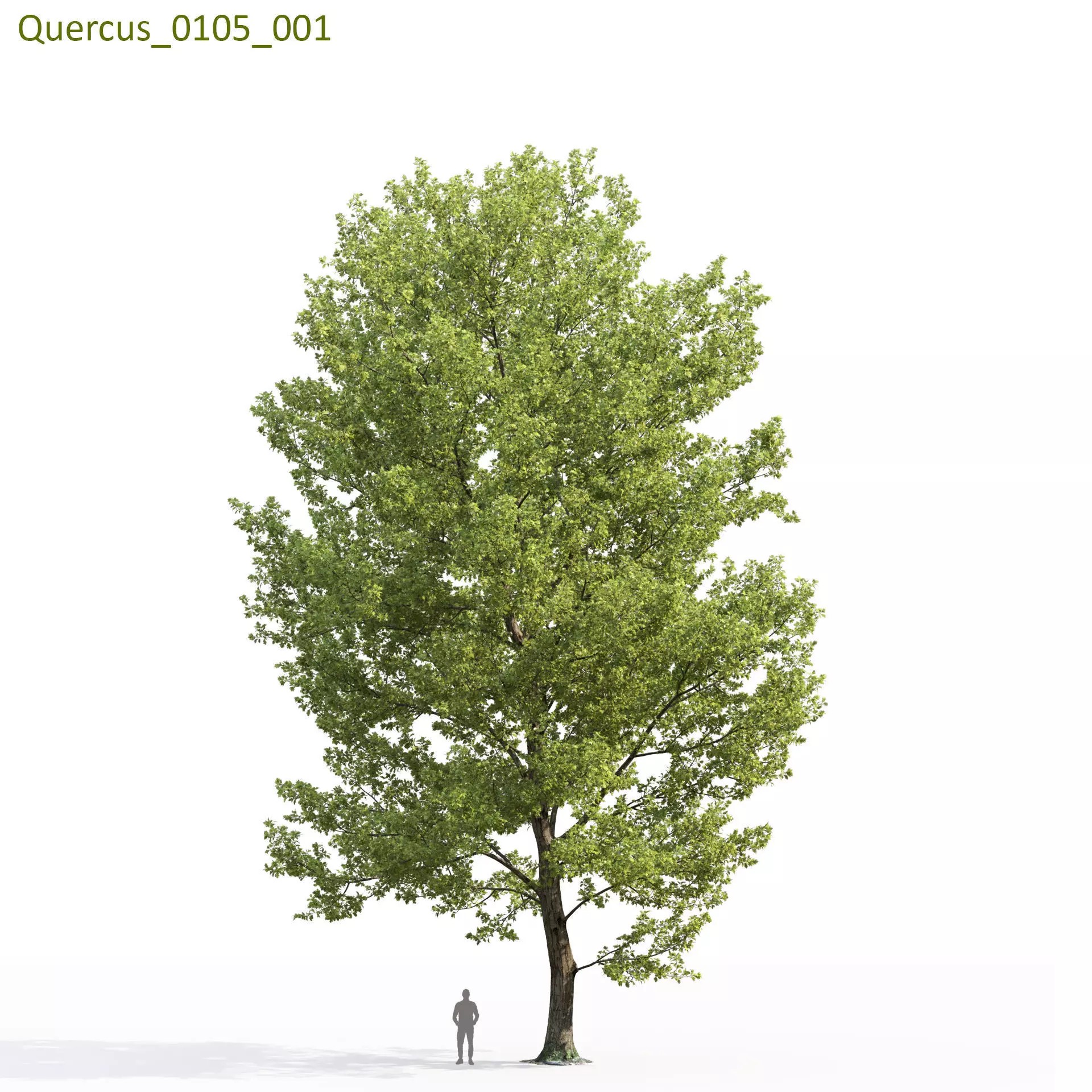 Quercus Collection - Game-Ready 3D Model - View 16
