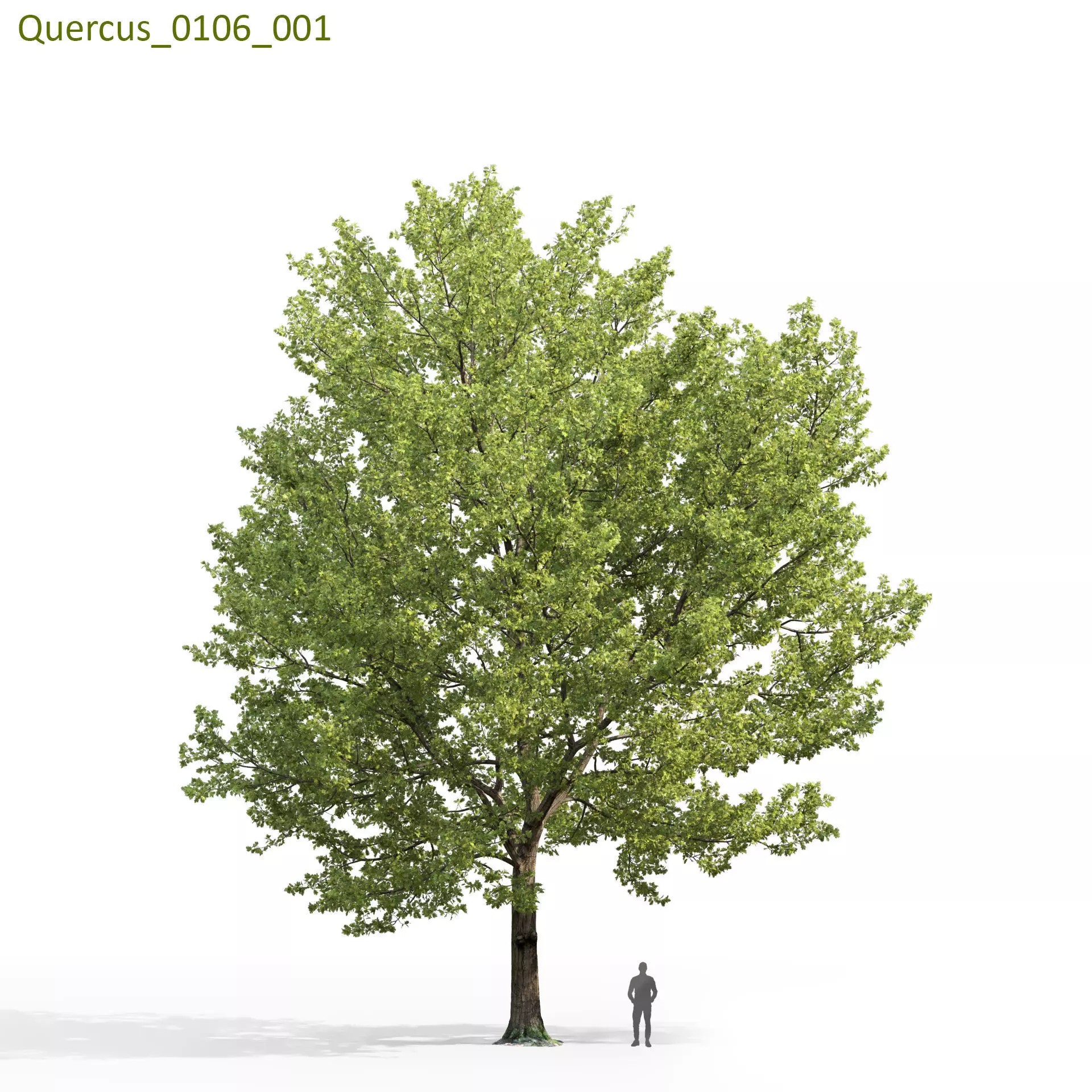 Quercus Collection - Game-Ready 3D Model - View 17