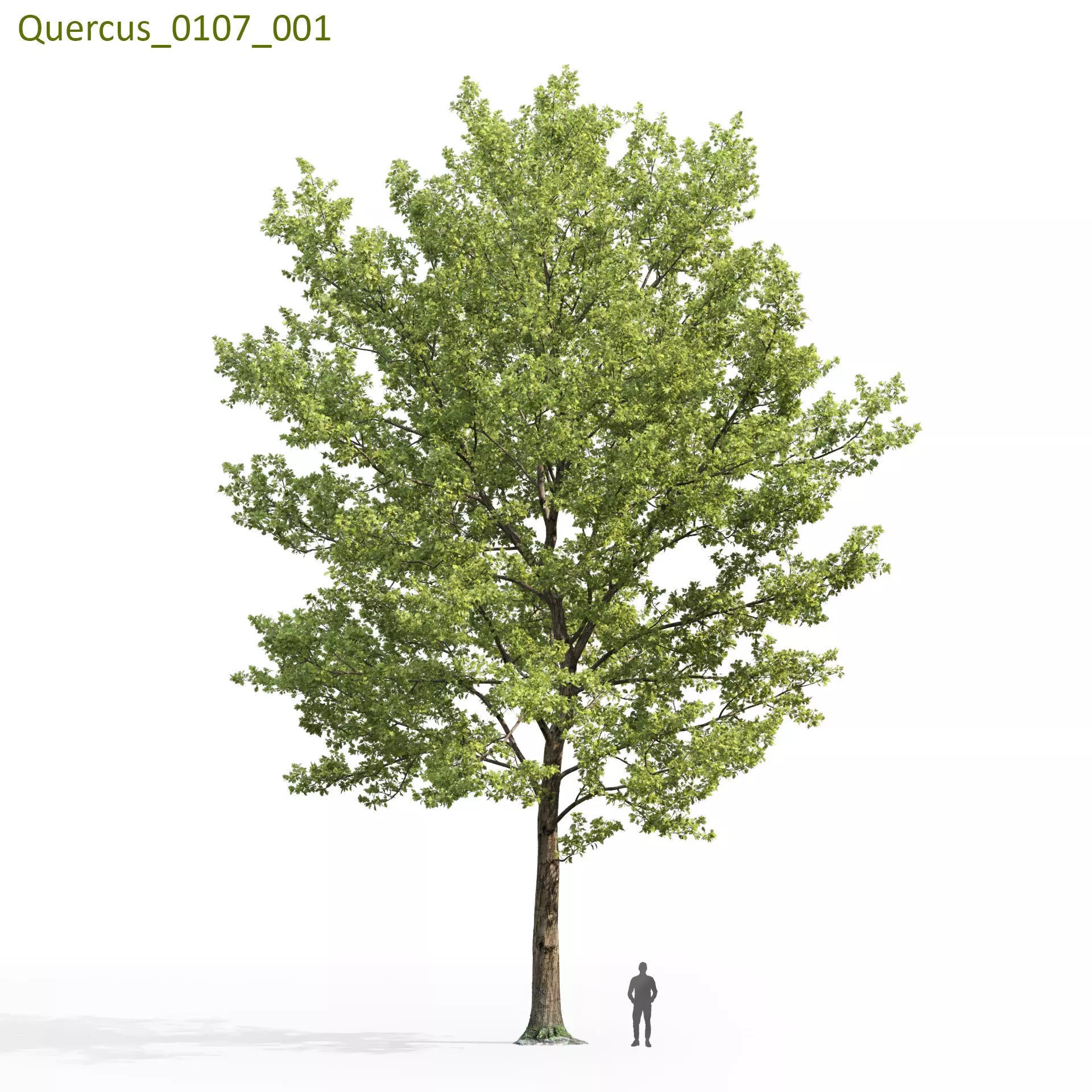 Quercus Collection - Game-Ready 3D Model - View 18