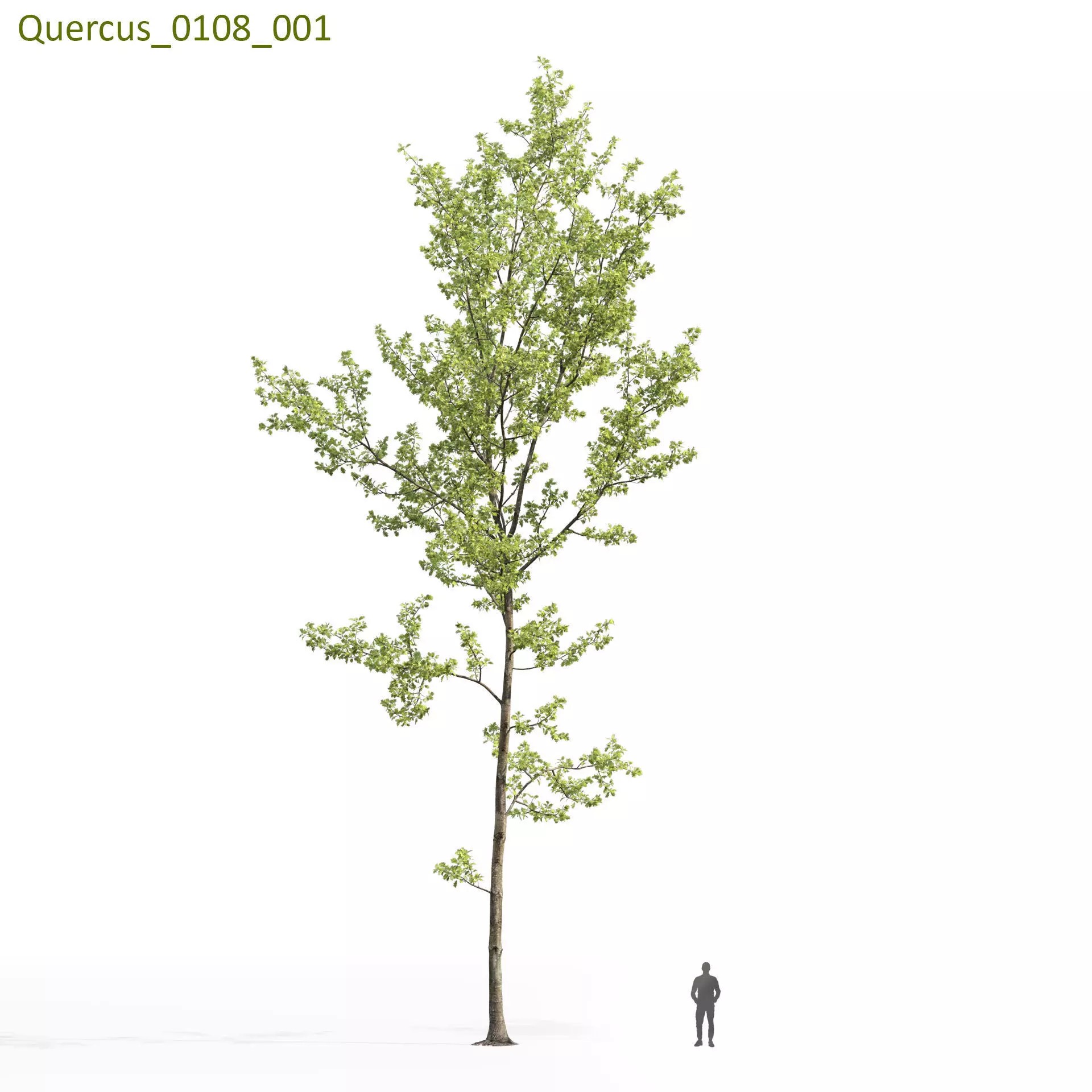 Quercus Collection - Game-Ready 3D Model - View 19