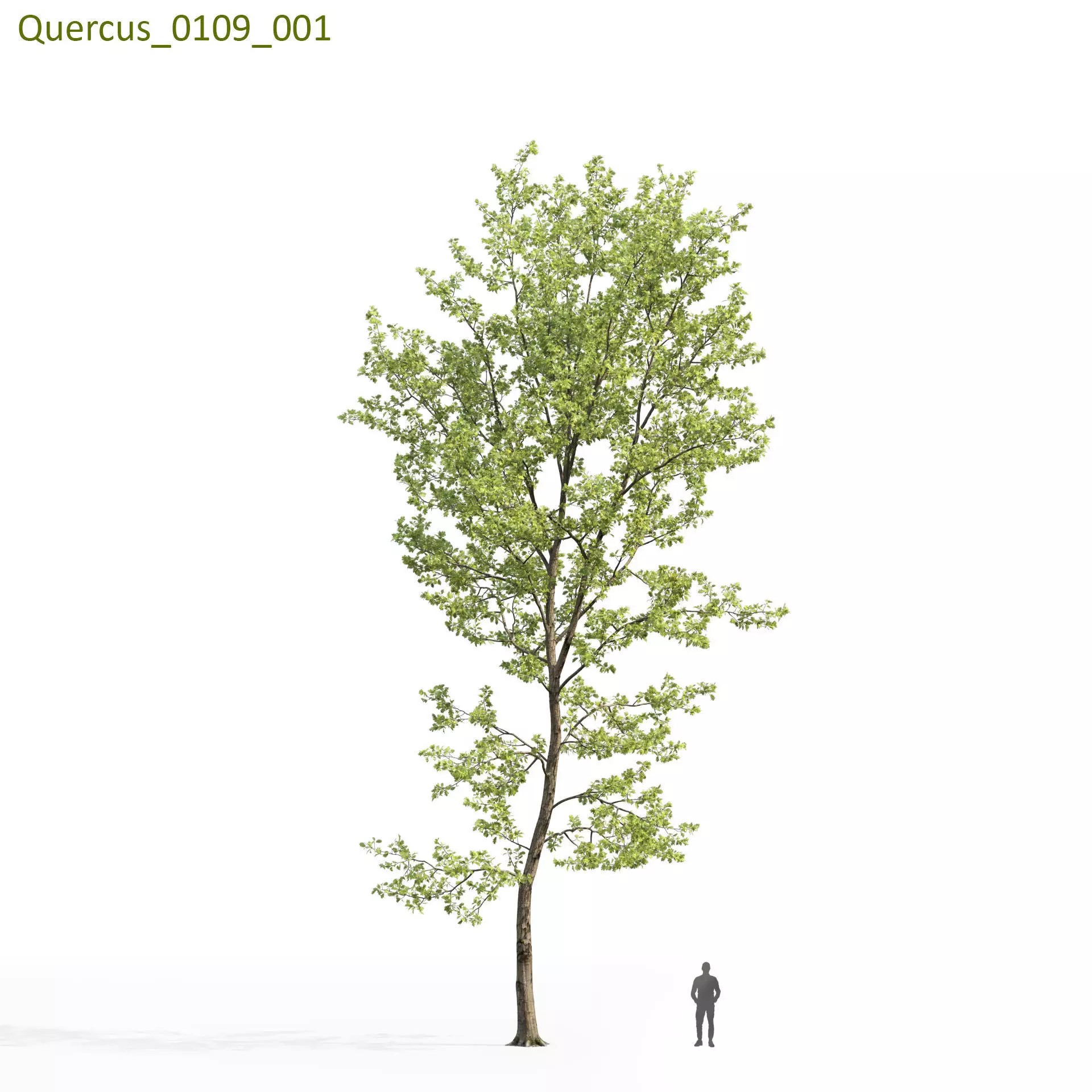 Quercus Collection - Game-Ready 3D Model - View 20
