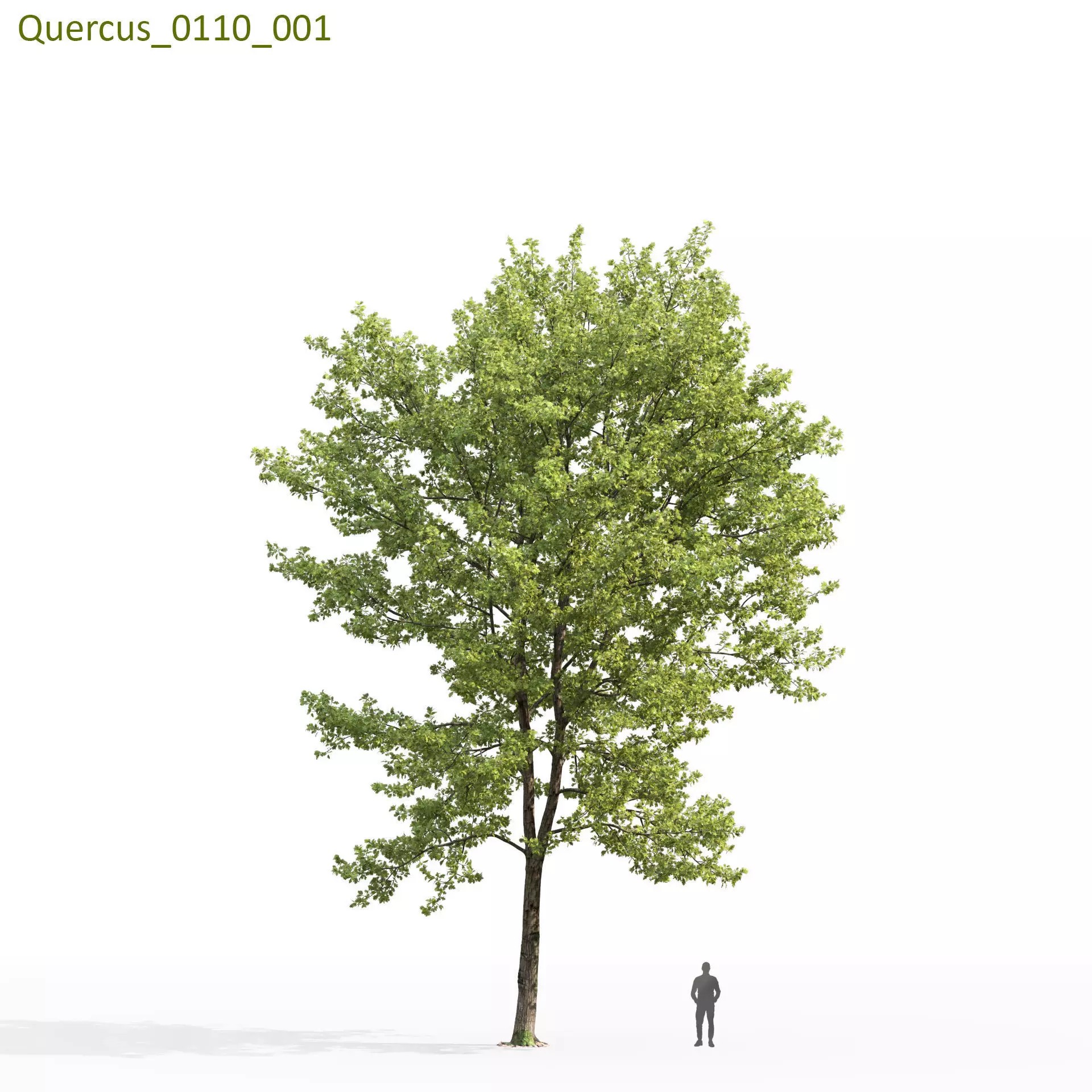 Quercus Collection - Game-Ready 3D Model - View 21