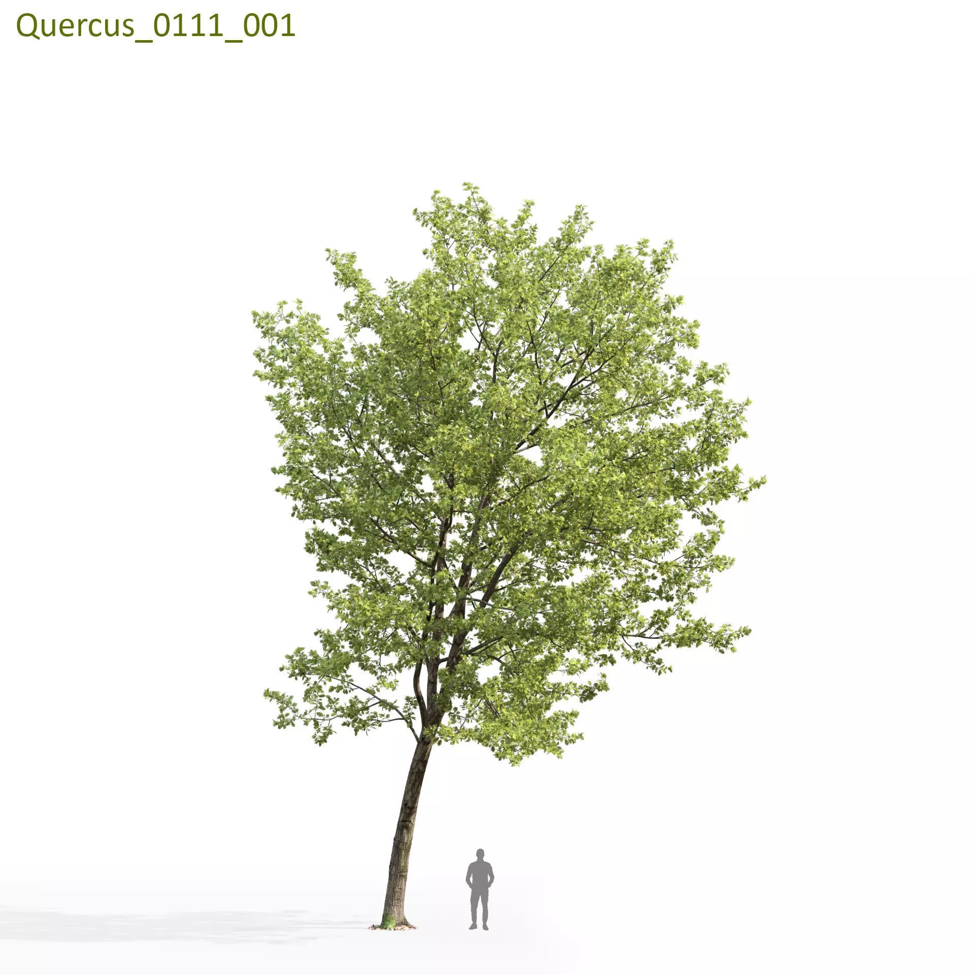 Quercus Collection - Game-Ready 3D Model - View 22