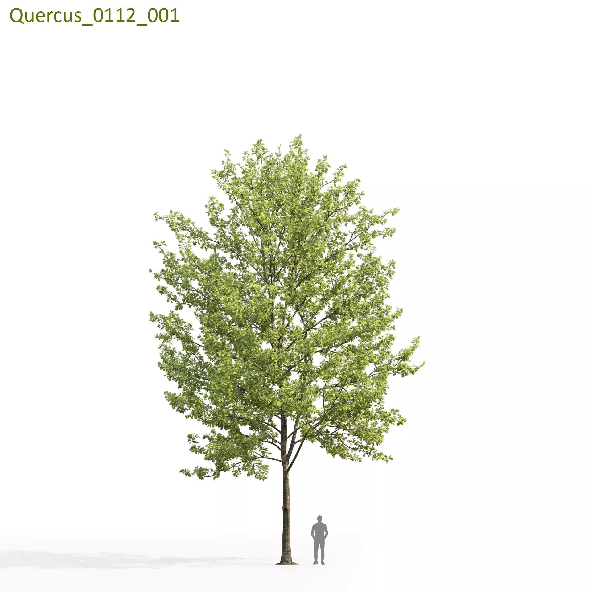 Quercus Collection - Game-Ready 3D Model - View 23