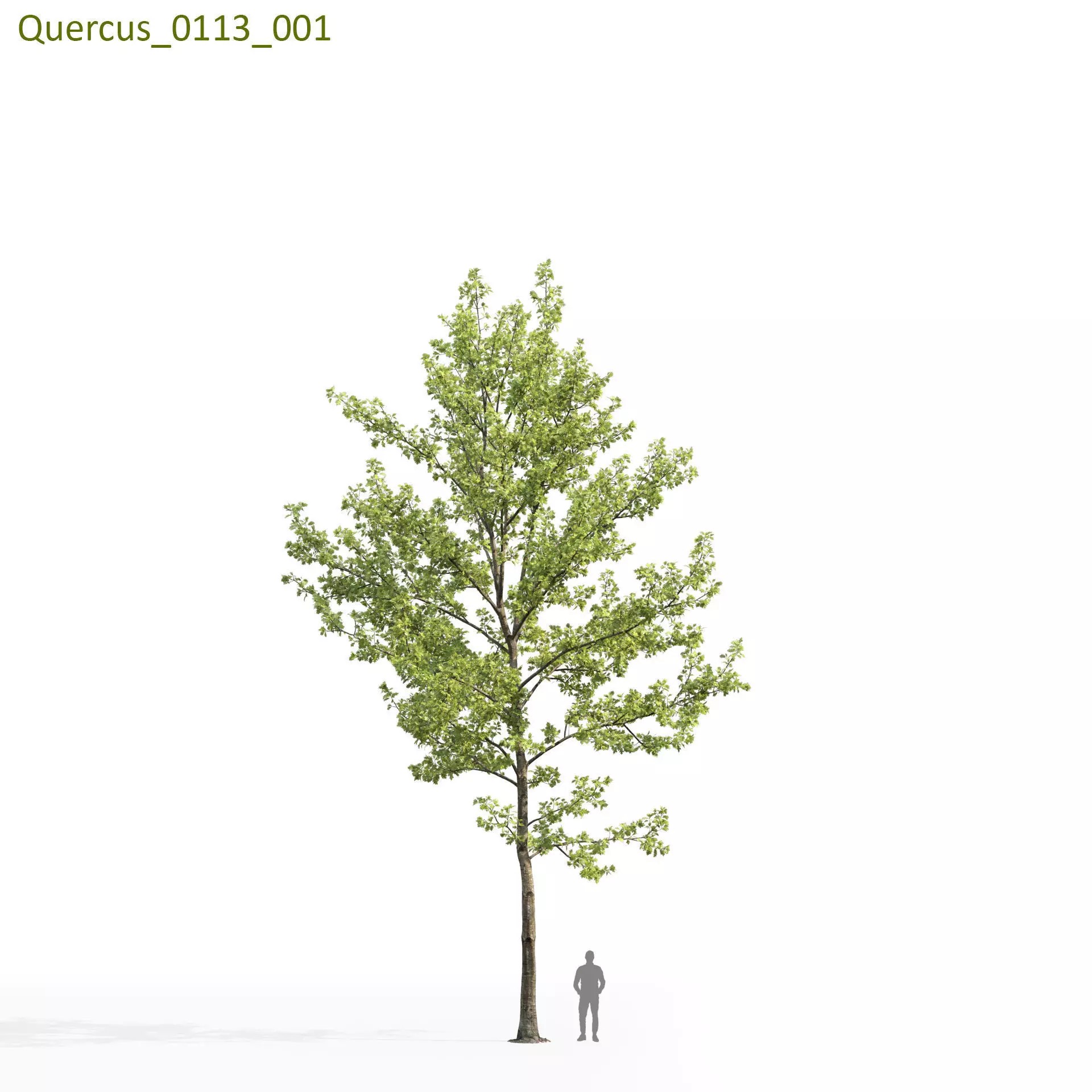 Quercus Collection - Game-Ready 3D Model - View 24