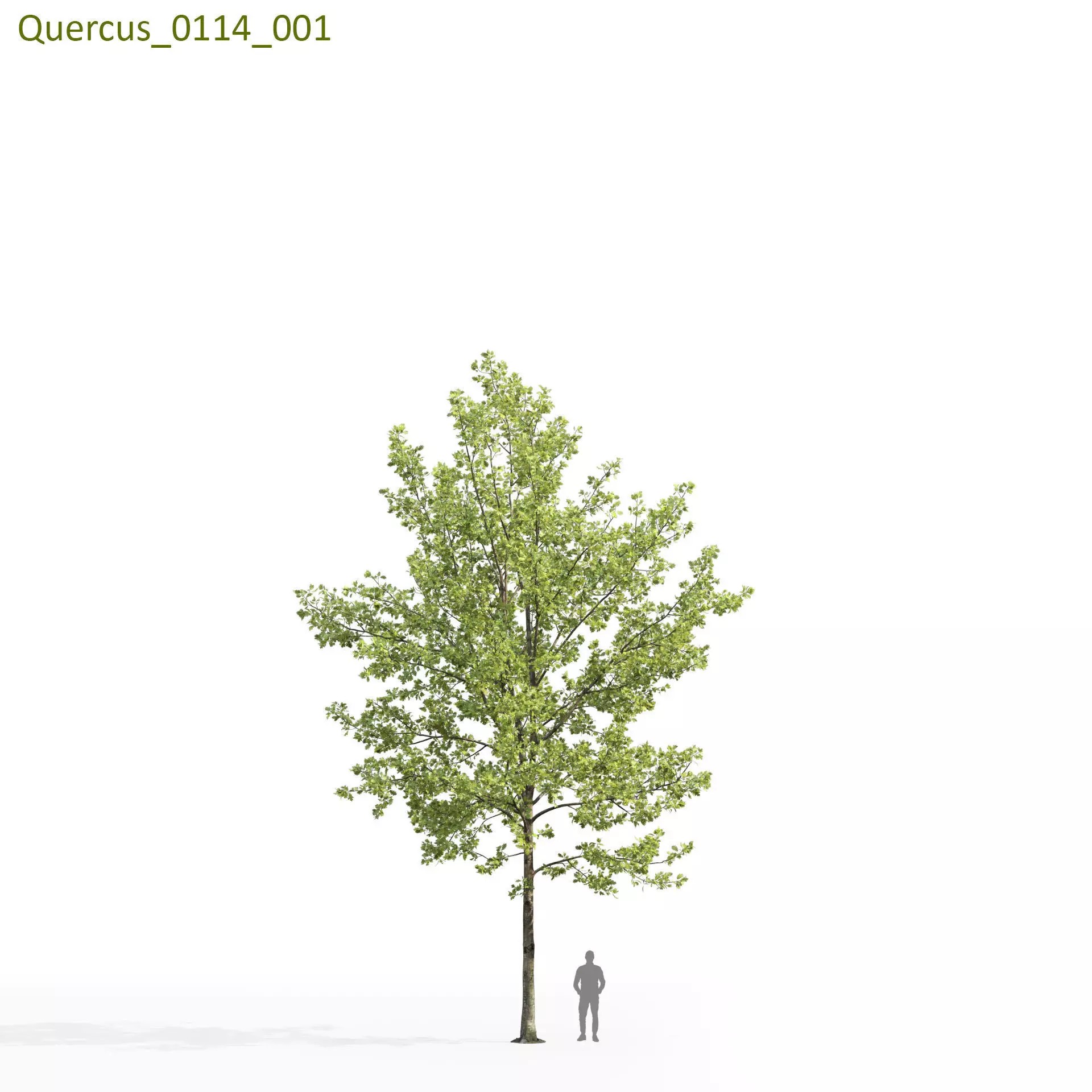 Quercus Collection - Game-Ready 3D Model - View 25