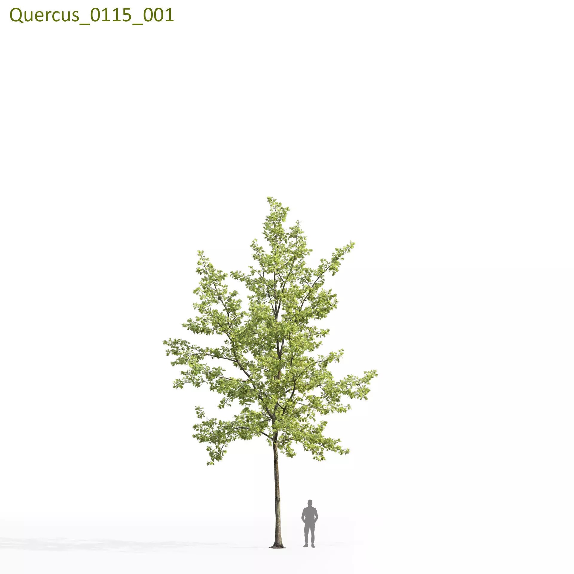 Quercus Collection - Game-Ready 3D Model - View 26