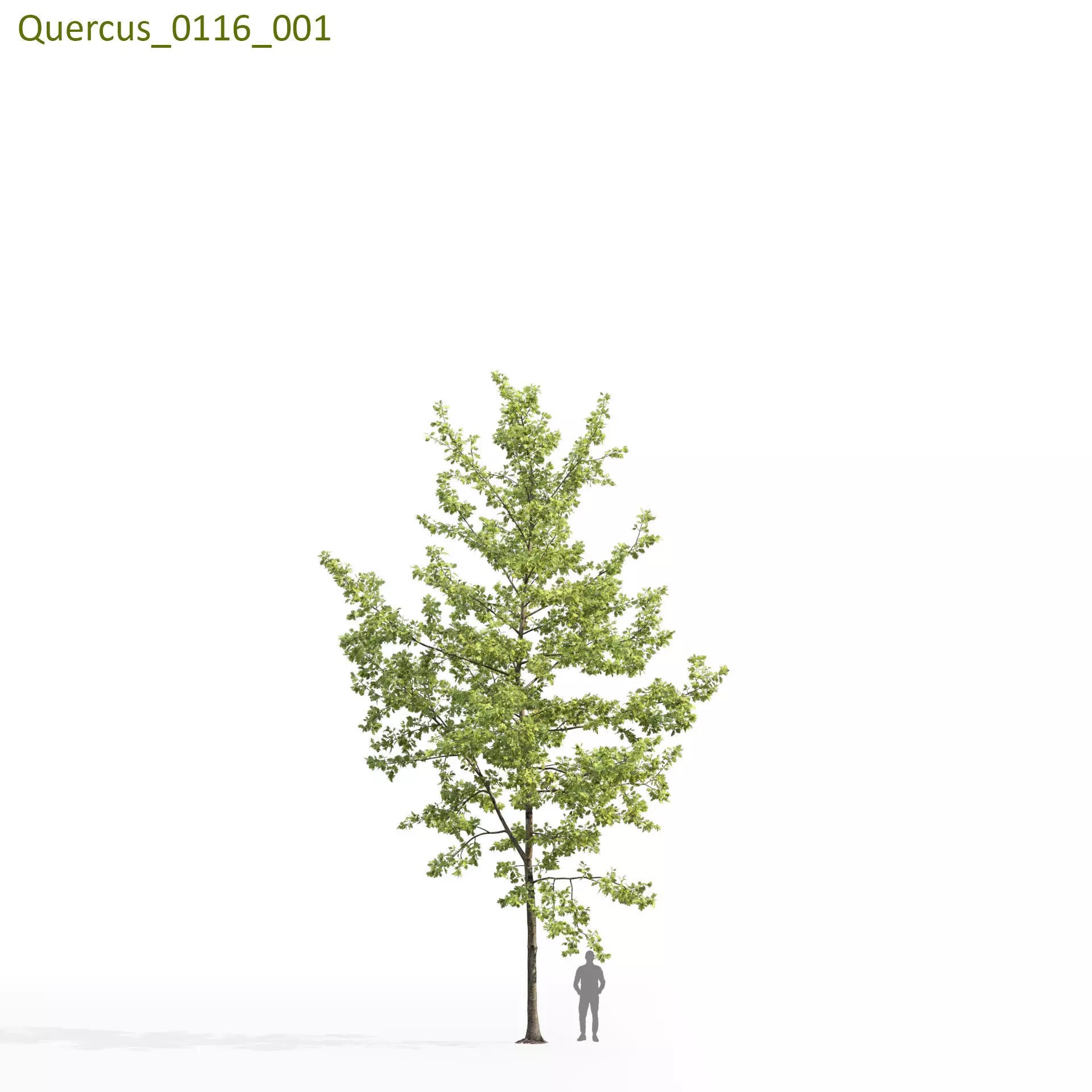 Quercus Collection - Game-Ready 3D Model - View 27
