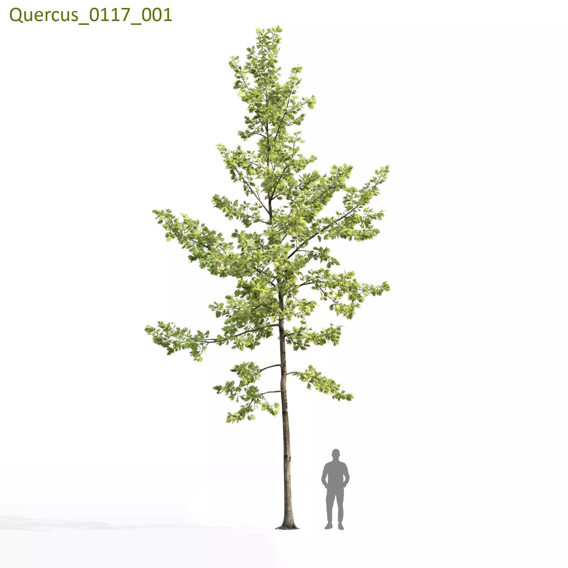 Quercus Collection - Game-Ready 3D Model - View 28