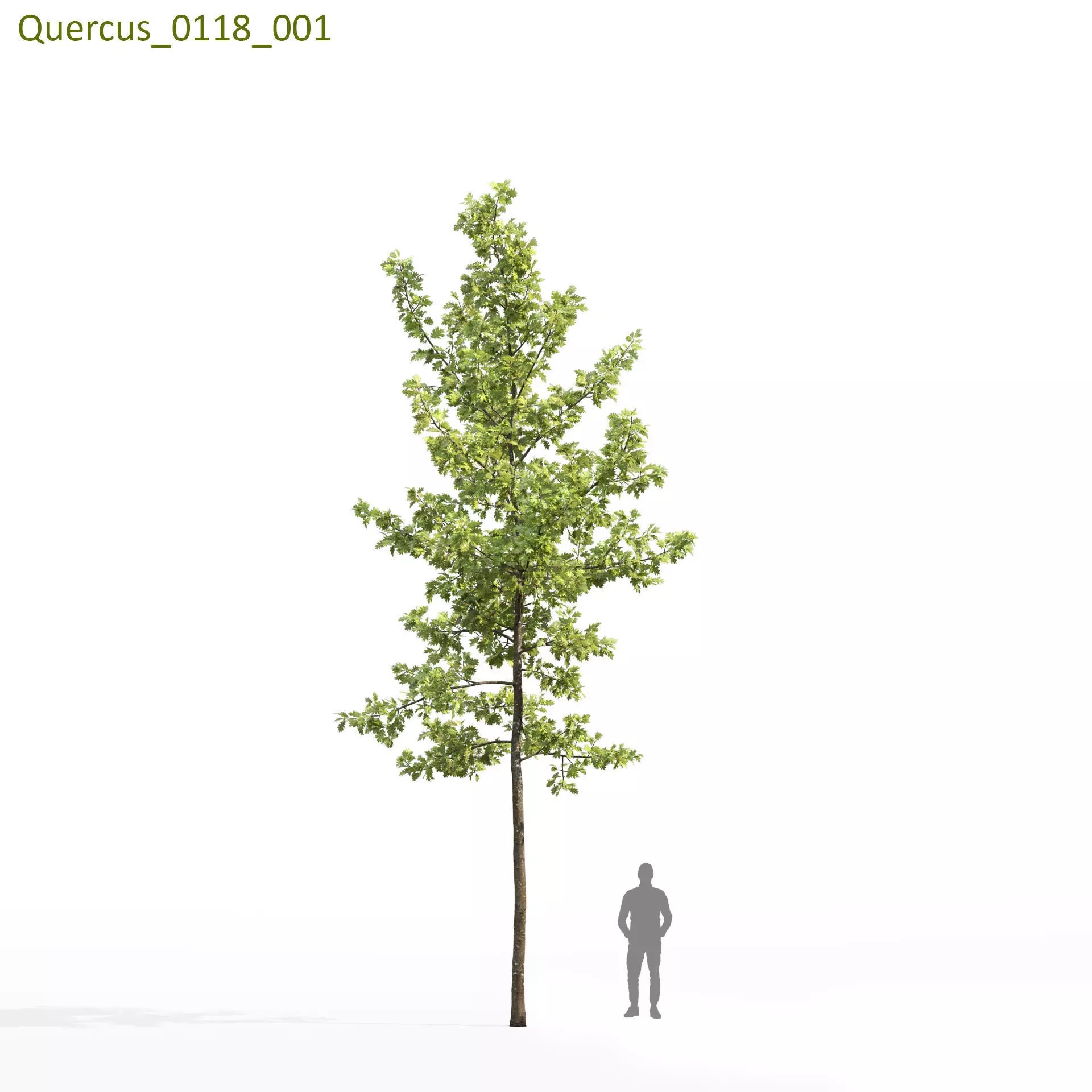 Quercus Collection - Game-Ready 3D Model - View 29