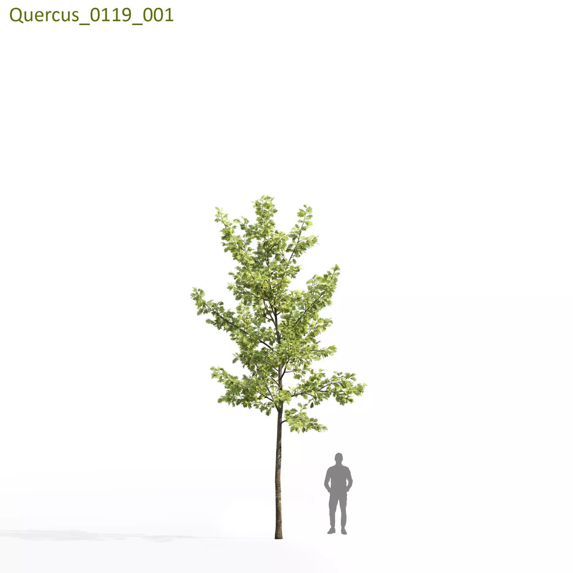 Quercus Collection - Game-Ready 3D Model - View 30