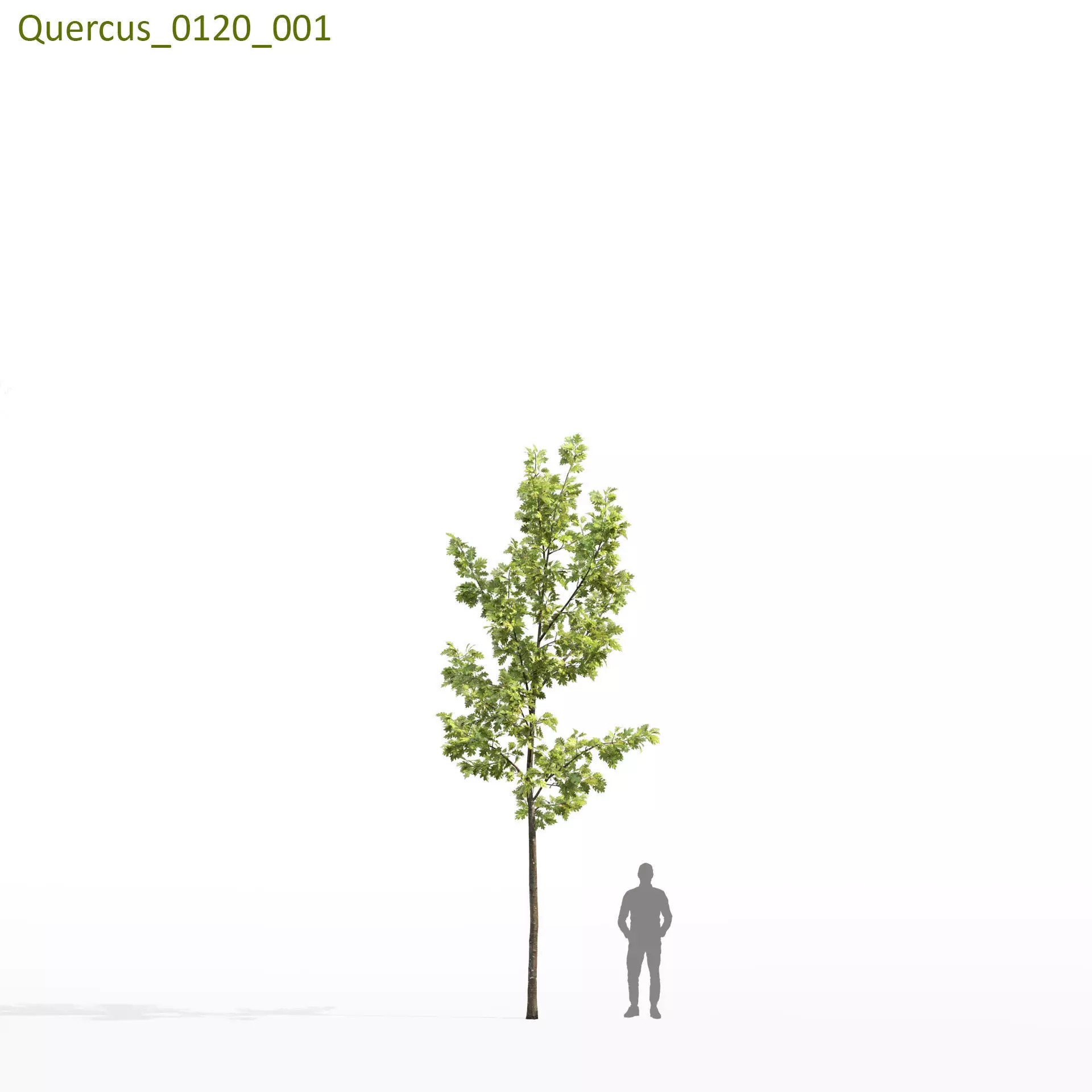 Quercus Collection - Game-Ready 3D Model - View 31