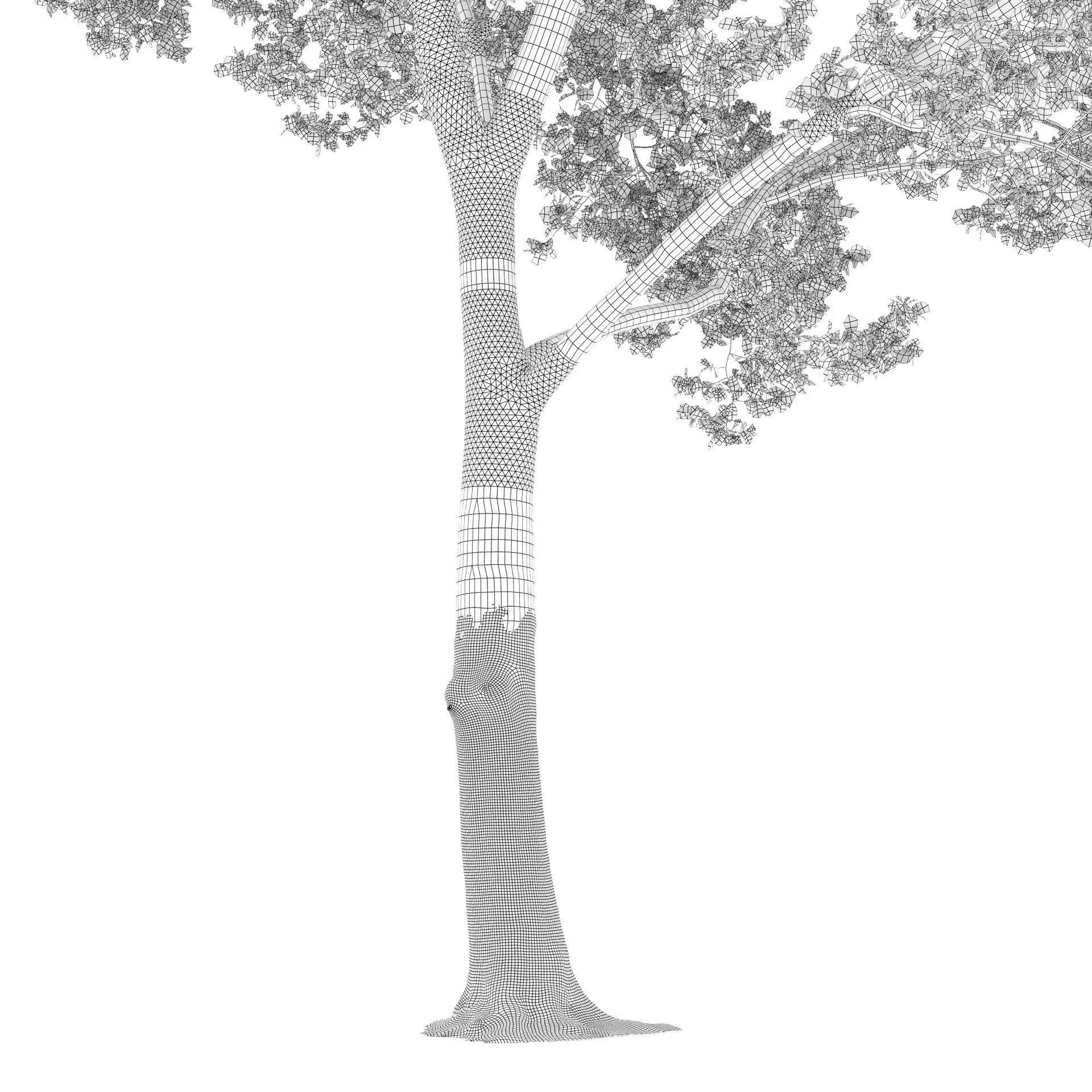 Quercus Collection - Game-Ready 3D Model - View 32