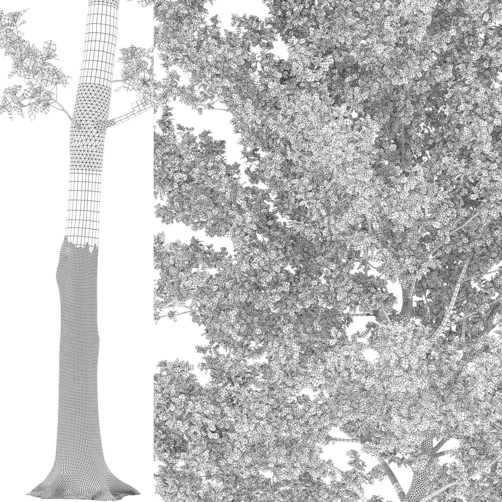 Quercus Collection - Game-Ready 3D Model - View 33