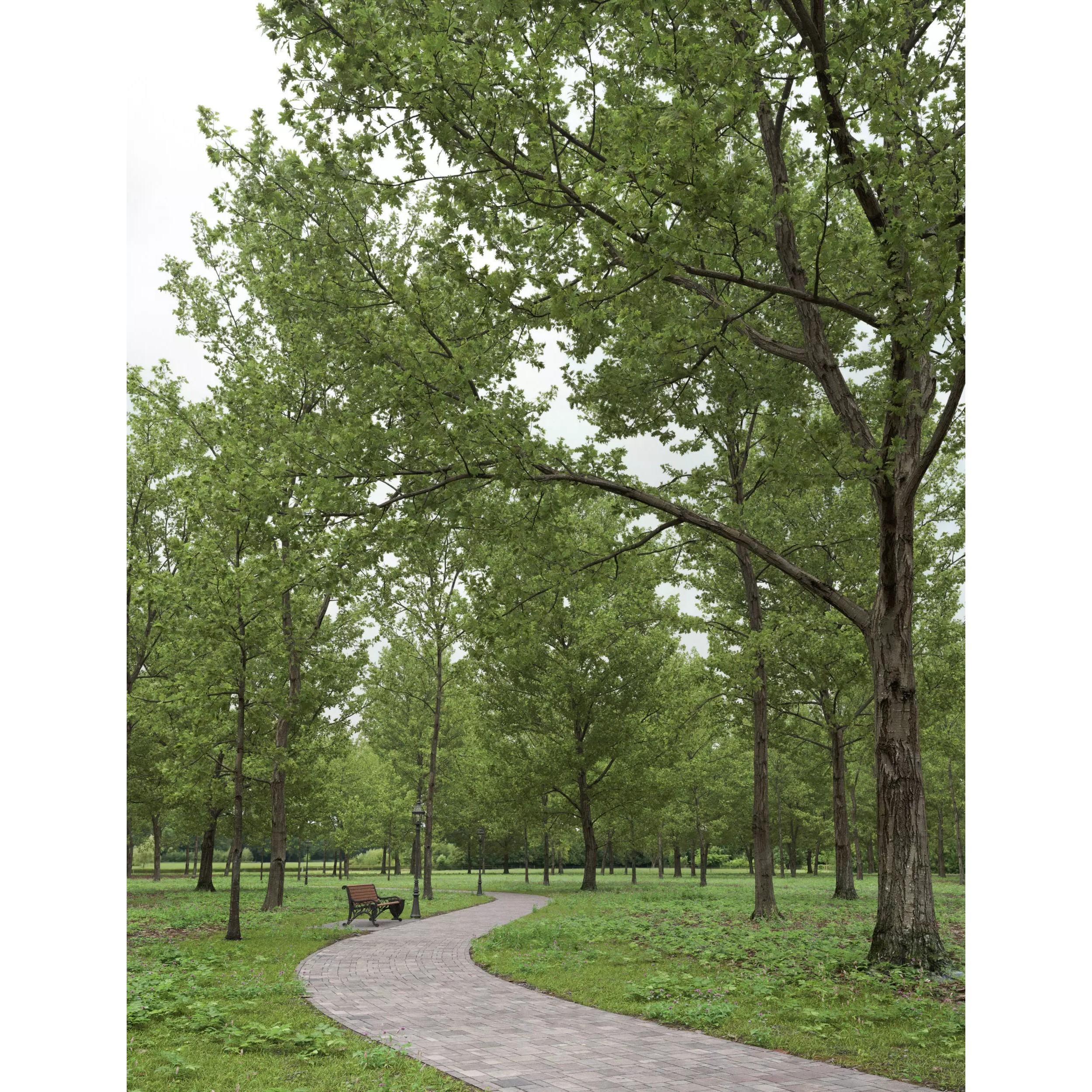 Quercus Collection - Game-Ready 3D Model - View 4