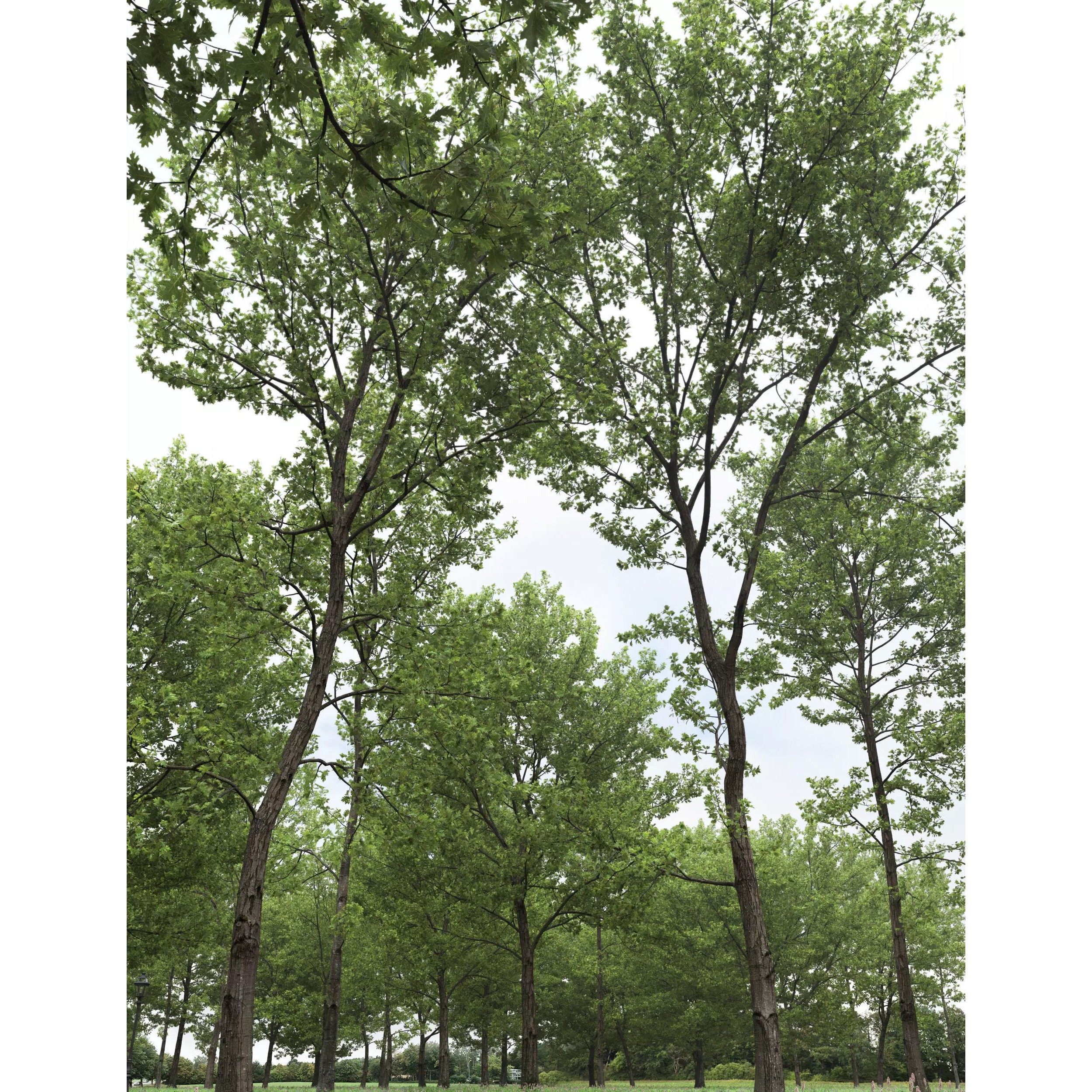 Quercus Collection - Game-Ready 3D Model - View 7